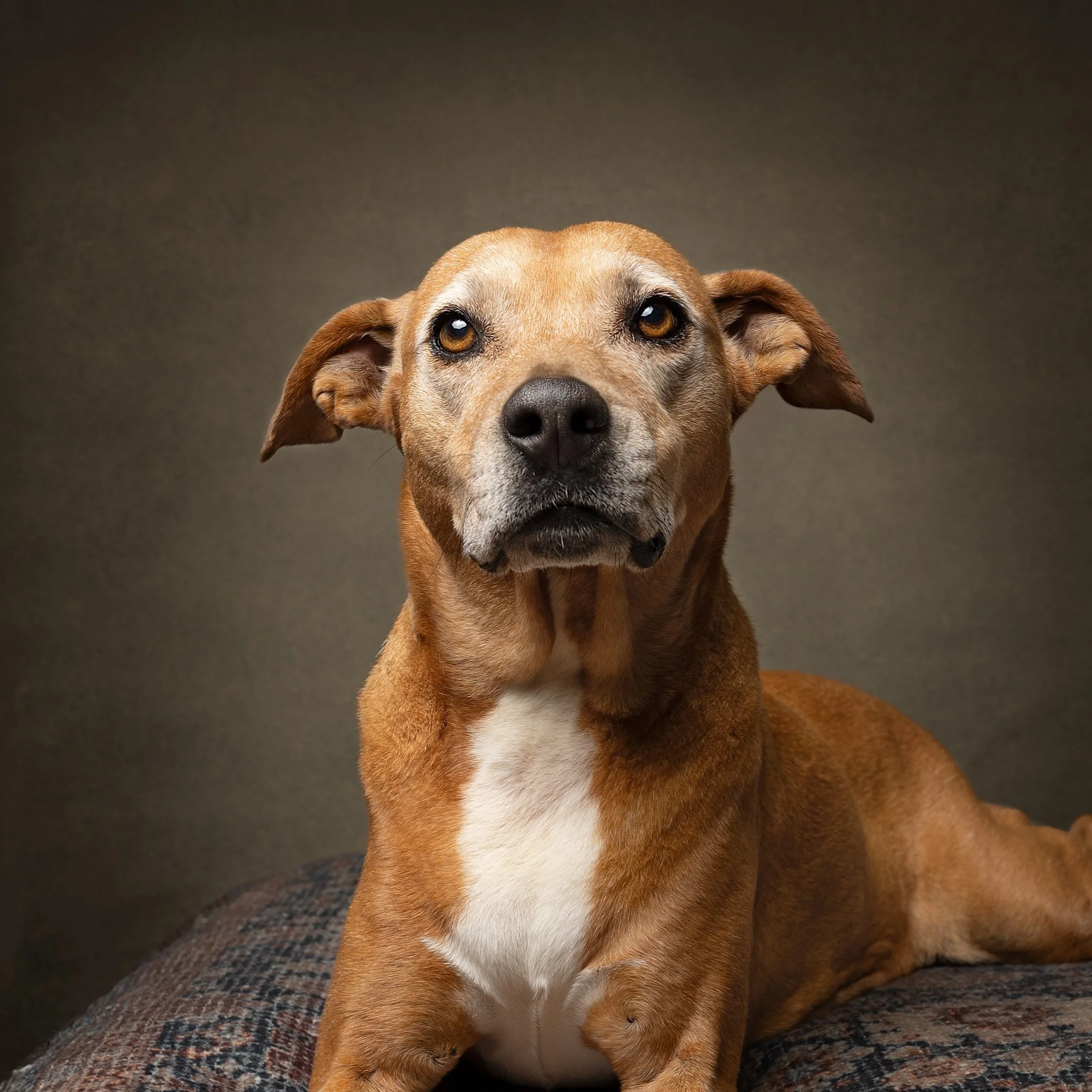 Close-up of a brown dog with a white patch on its chest, sitting on a gray patterned couch with its head tilted slightly upward, against a plain neutral background.