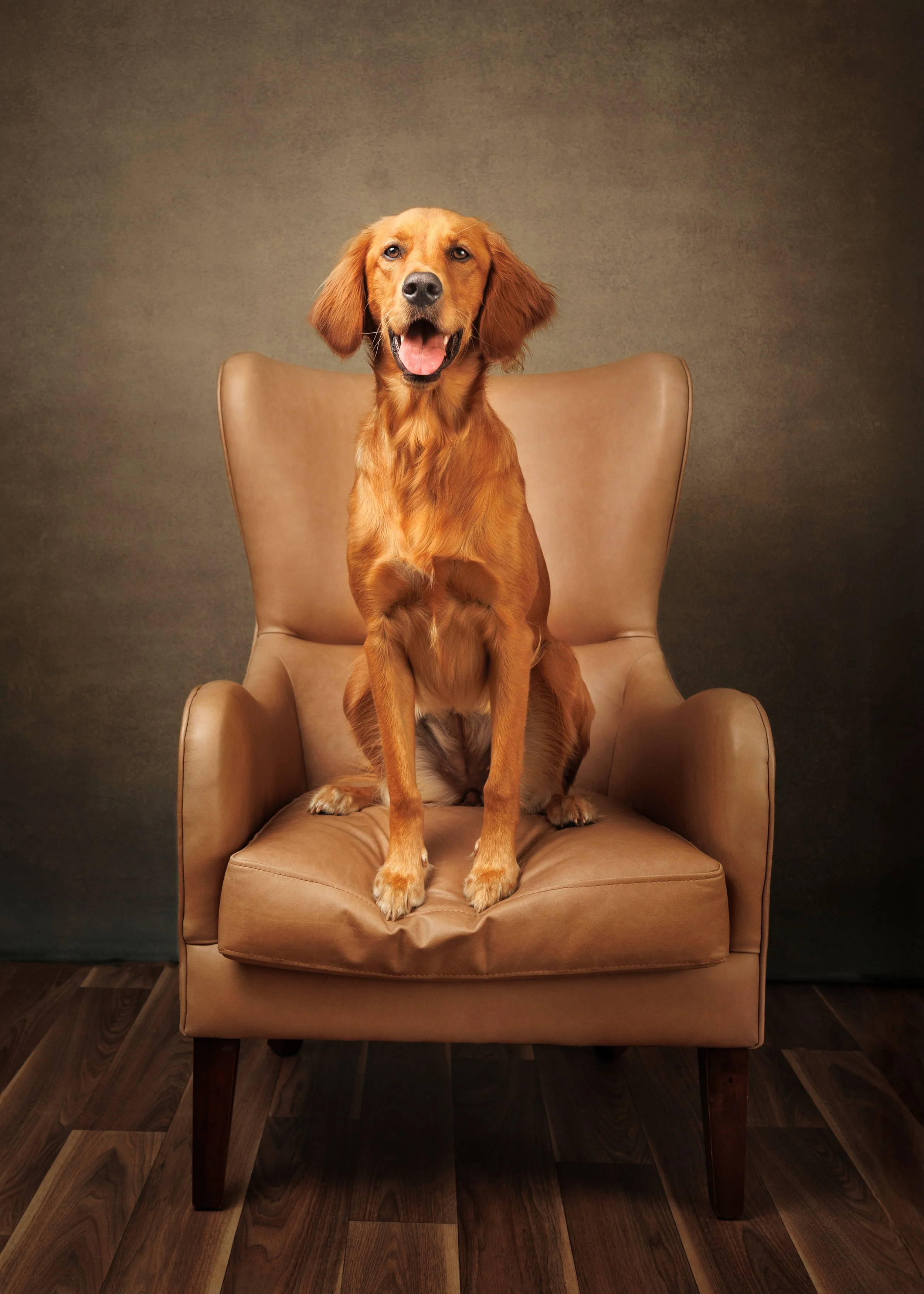 A happy Golden Retriever dog sitting on a beige armchair against a brown textured wall.