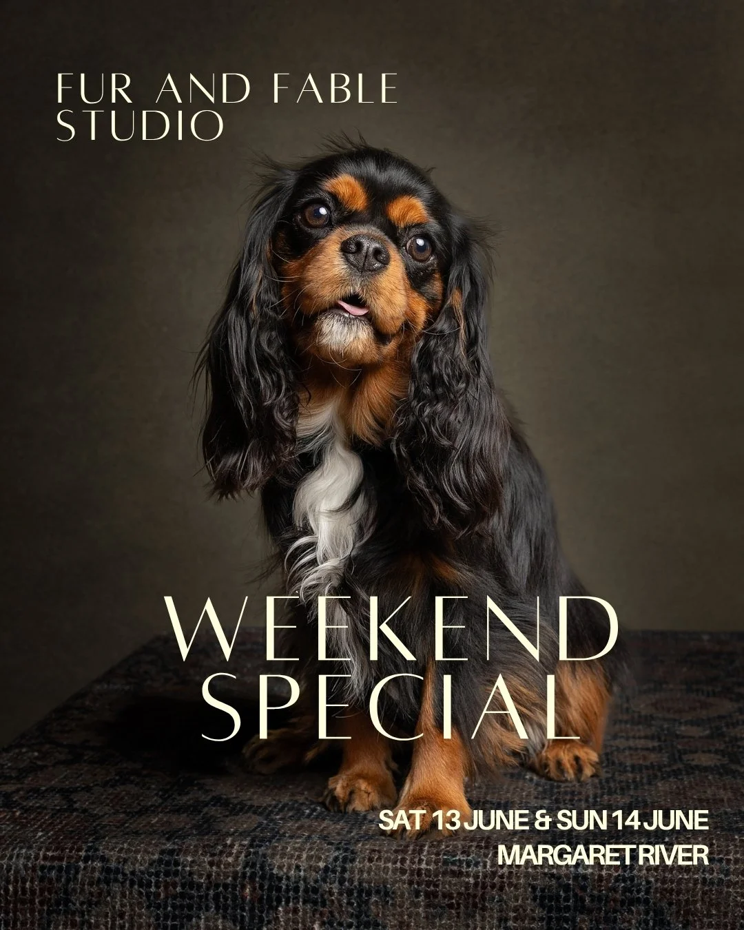 studio portrait of a cavalier dog