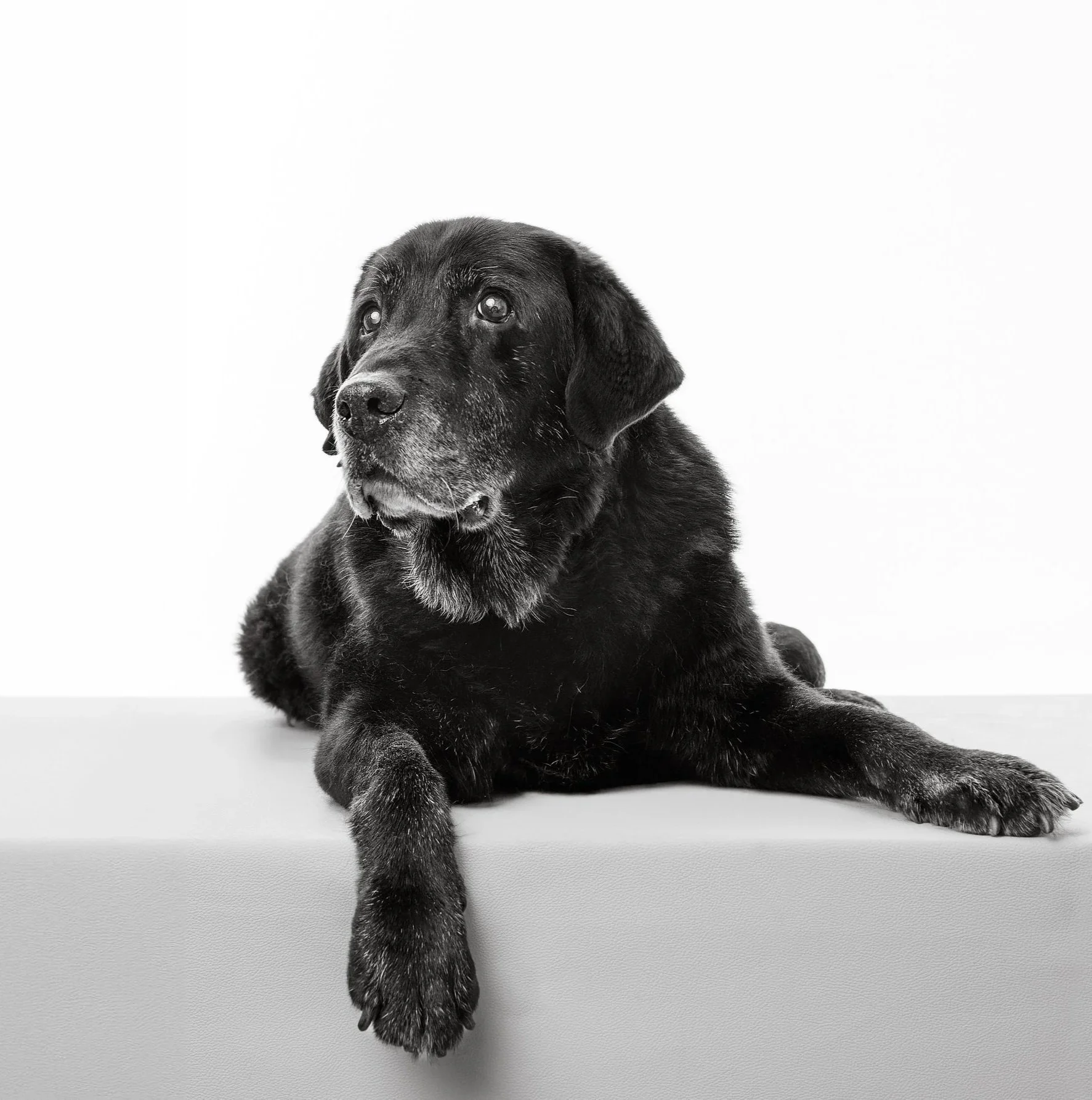 Black dog with gray fur around face lying on a flat surface, facing slightly left, in front of a plain white background.