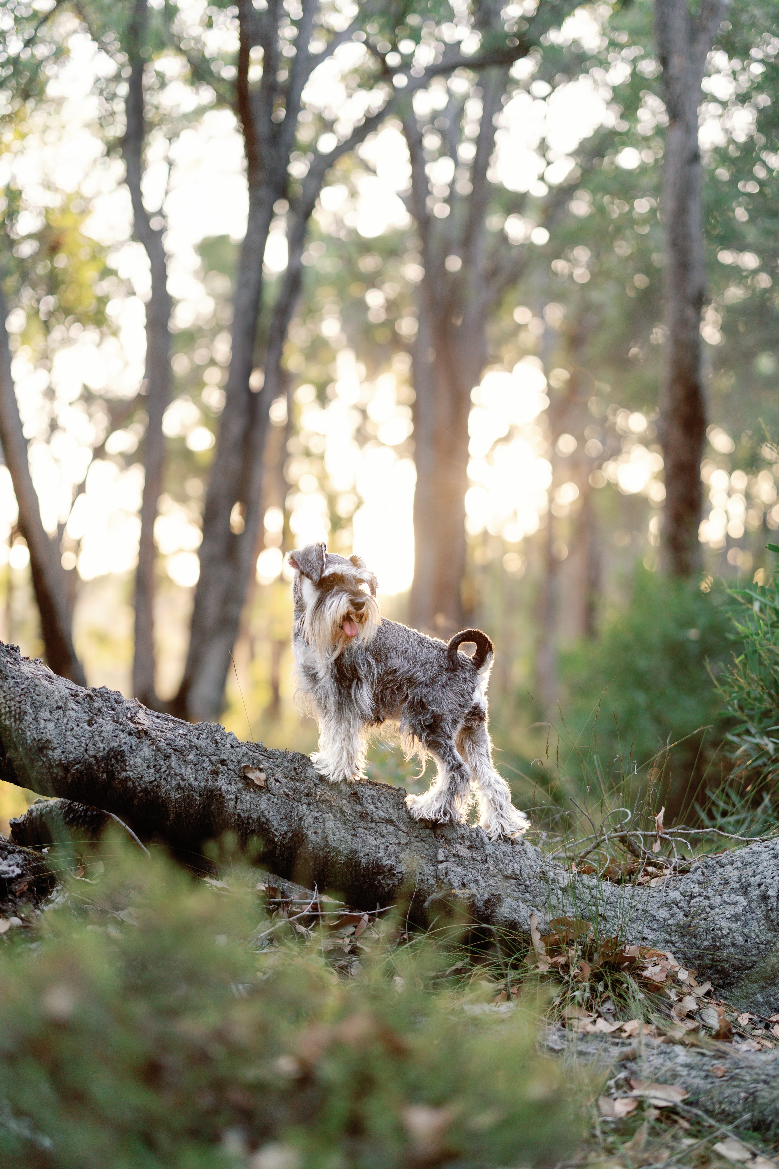 A dog with a beard standing on a large fallen tree trunk in a forest with tall trees and sunlight filtering through the leaves.