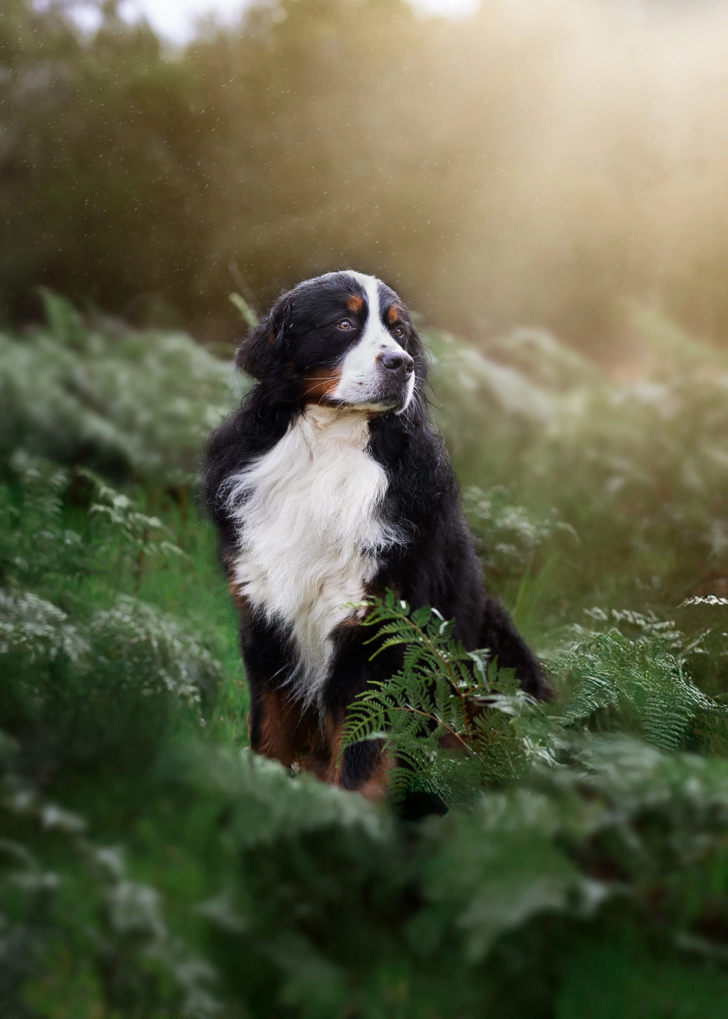 A Bernese Mountain Dog sitting outdoors among green foliage with sunlight filtering through the trees.