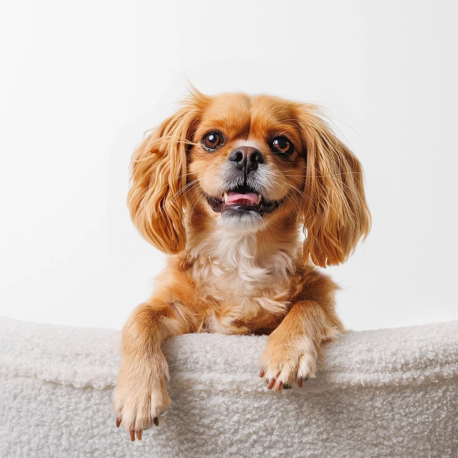 Close-up of a small, brown, long-haired Cavalier dog with floppy ears, lying on a soft, white surface against a plain white background photography by Perth dog photographer Fur & Fable Studio