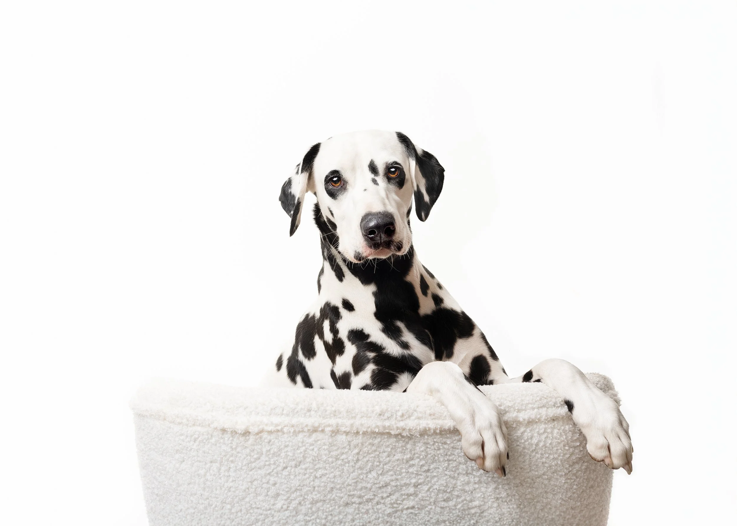 Dalmatian puppy resting in a white pet bed with a plain white background photographed by Perth and Busselton dog photographer Fur & Fable Studio