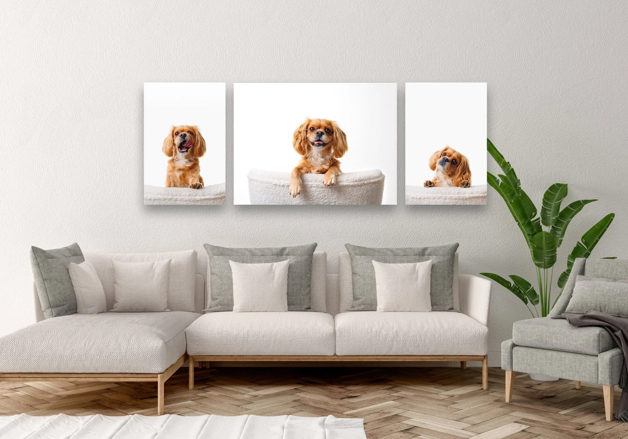 Decorative wall art featuring three photos of a small, brown, long-haired dog on a white background, hung above a beige sectional sofa with gray and white pillows in a modern living room with wooden flooring and a green plant.