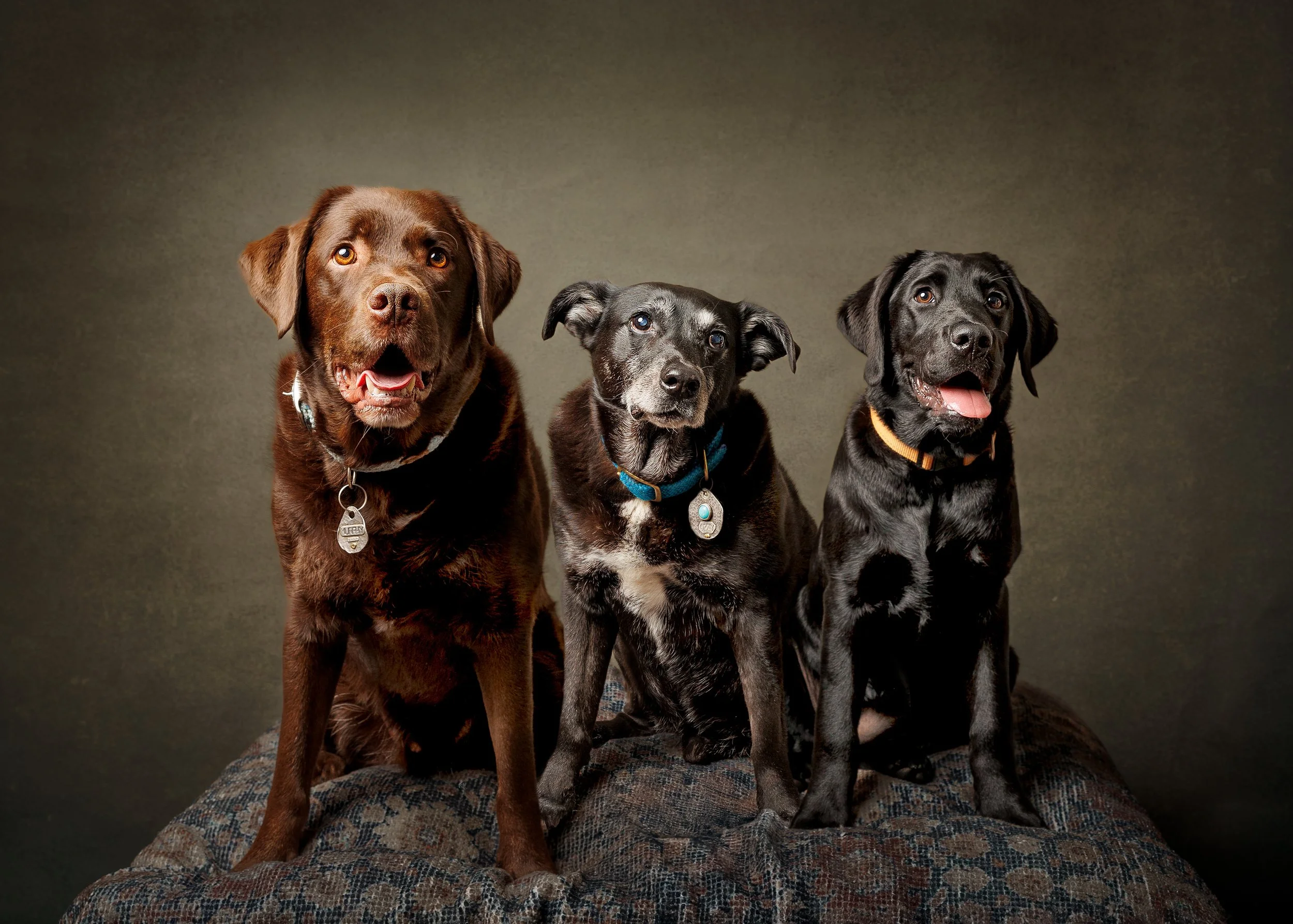 Three labrador dogs sitting on a textured blanket against a plain background photographed by Margaret River and Perth dog photographer Fur & Fable Studio