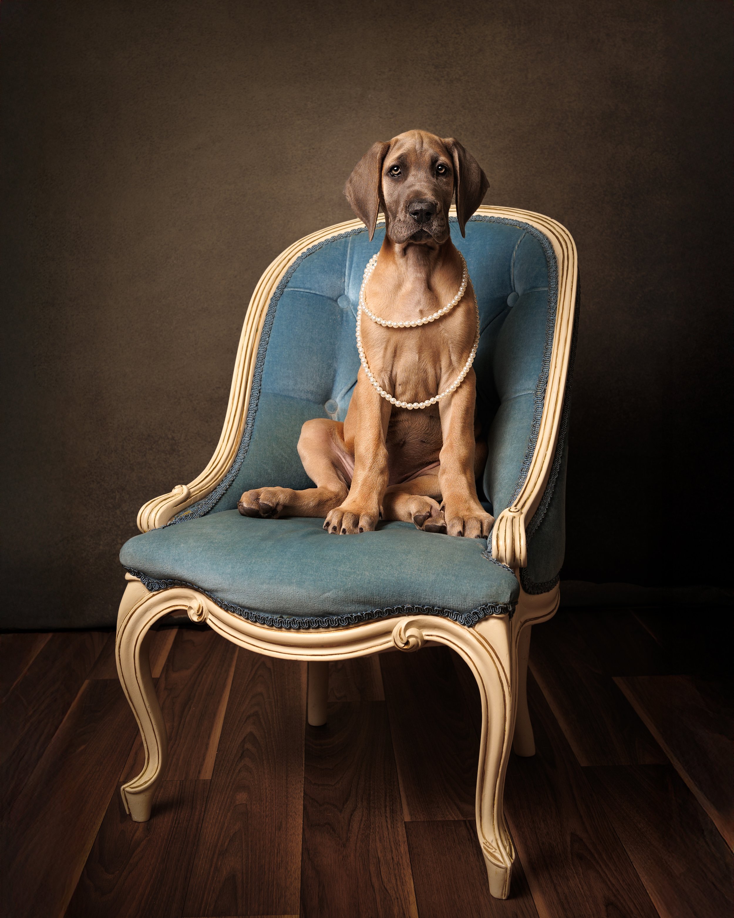A brown Great Dane puppy sitting on a vintage blue upholstered chair with a pearl necklace around its neck, against a dark background.