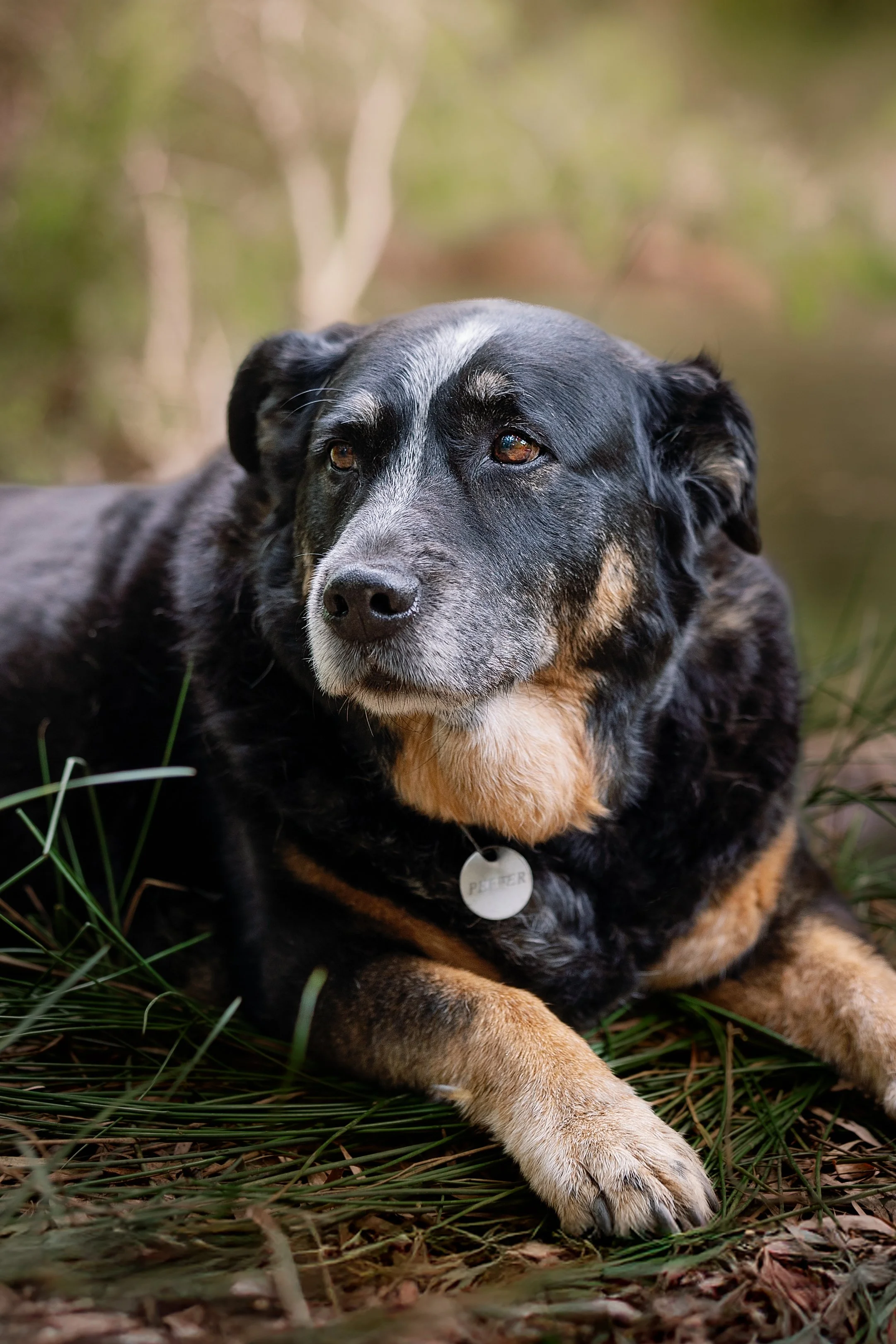 A black and tan dog lying on the ground with grass, with a blurred natural background. The dog has a white streak on its face and wears a collar with a tag reading 'PETER'.