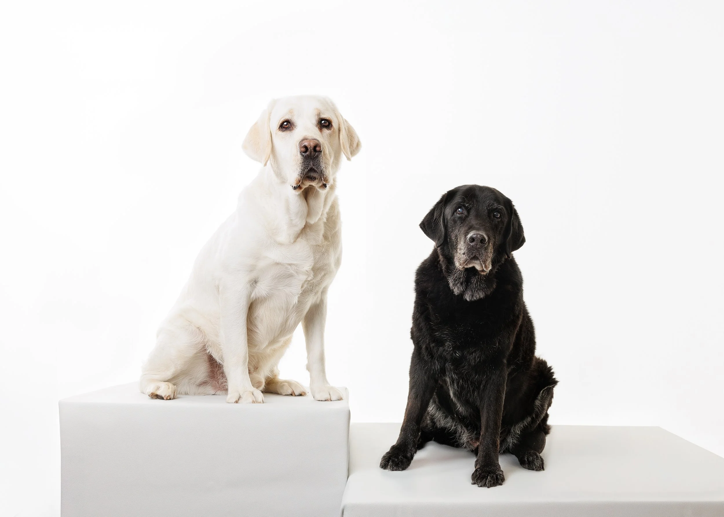 Two dogs, one yellow and one black, sitting on white platforms against a plain white background  in Perth