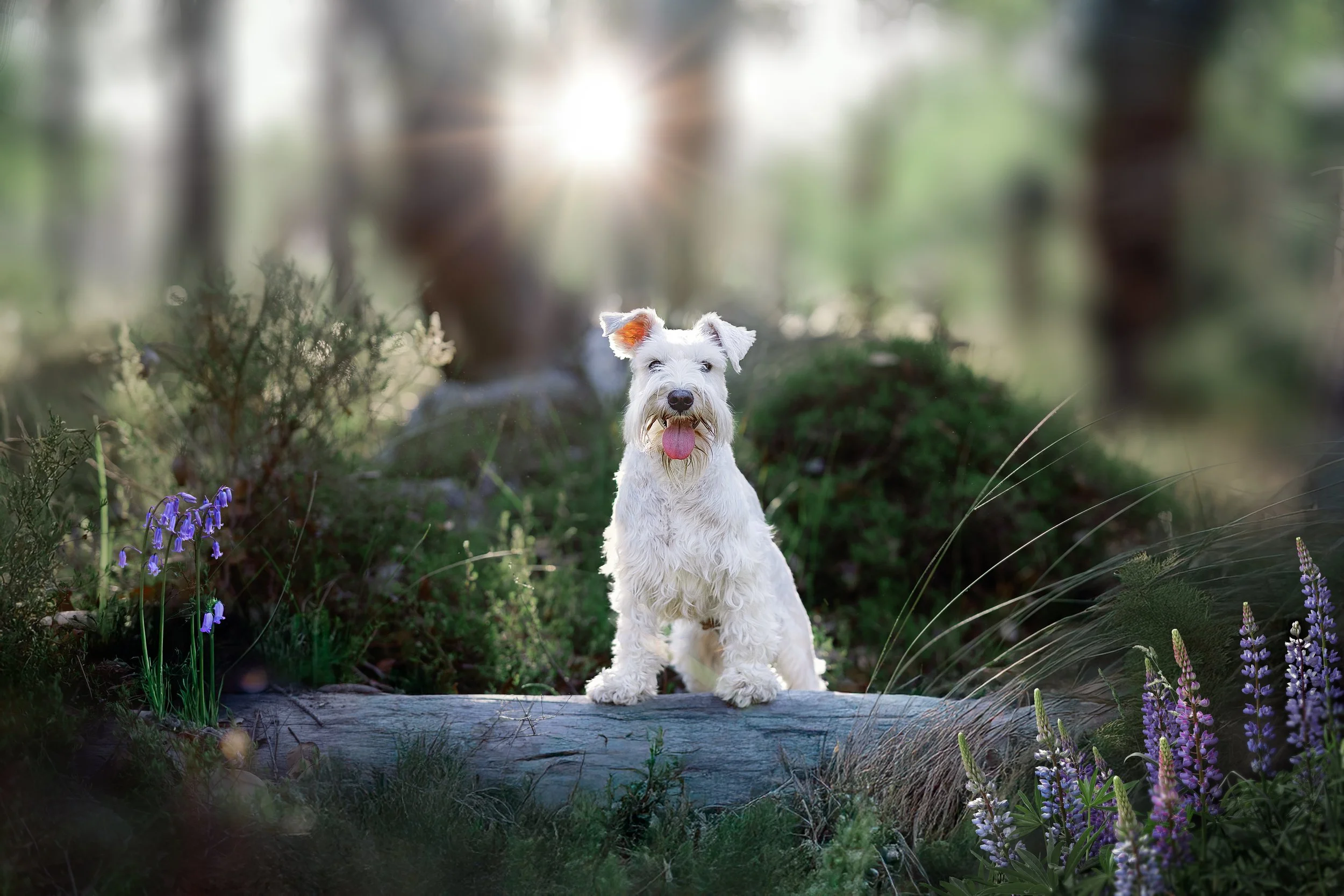 A white dog sitting on a log in a lush forest, surrounded by purple flowers and greenery, with sunlight filtering through the trees.