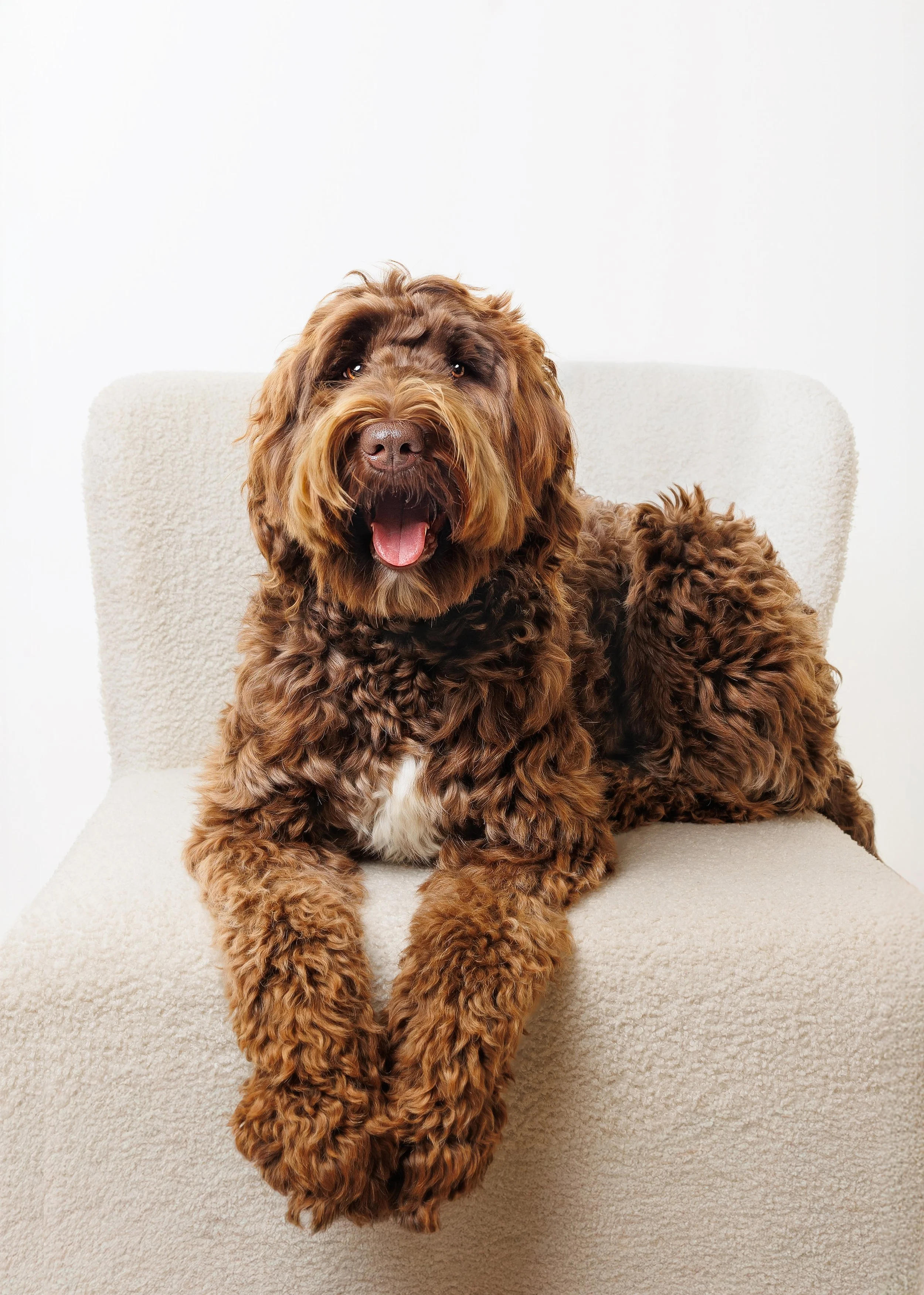 A brown, curly-haired dog sitting on a beige chair with a white background, yawning.