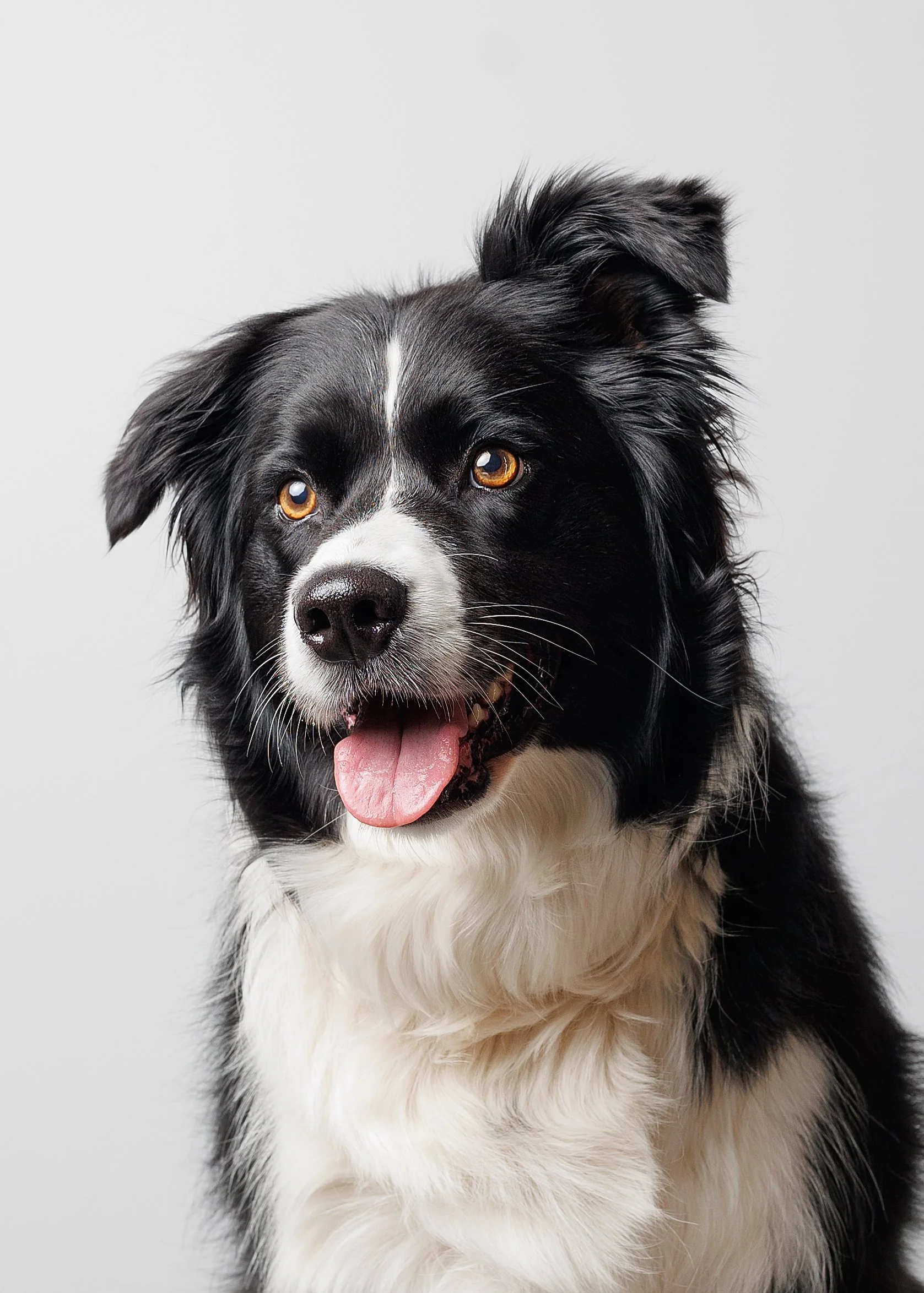 Close-up of a happy black and white Border Collie with its tongue out, looking slightly to the right, against a plain light gray background. this dog photo studio is in Perth 