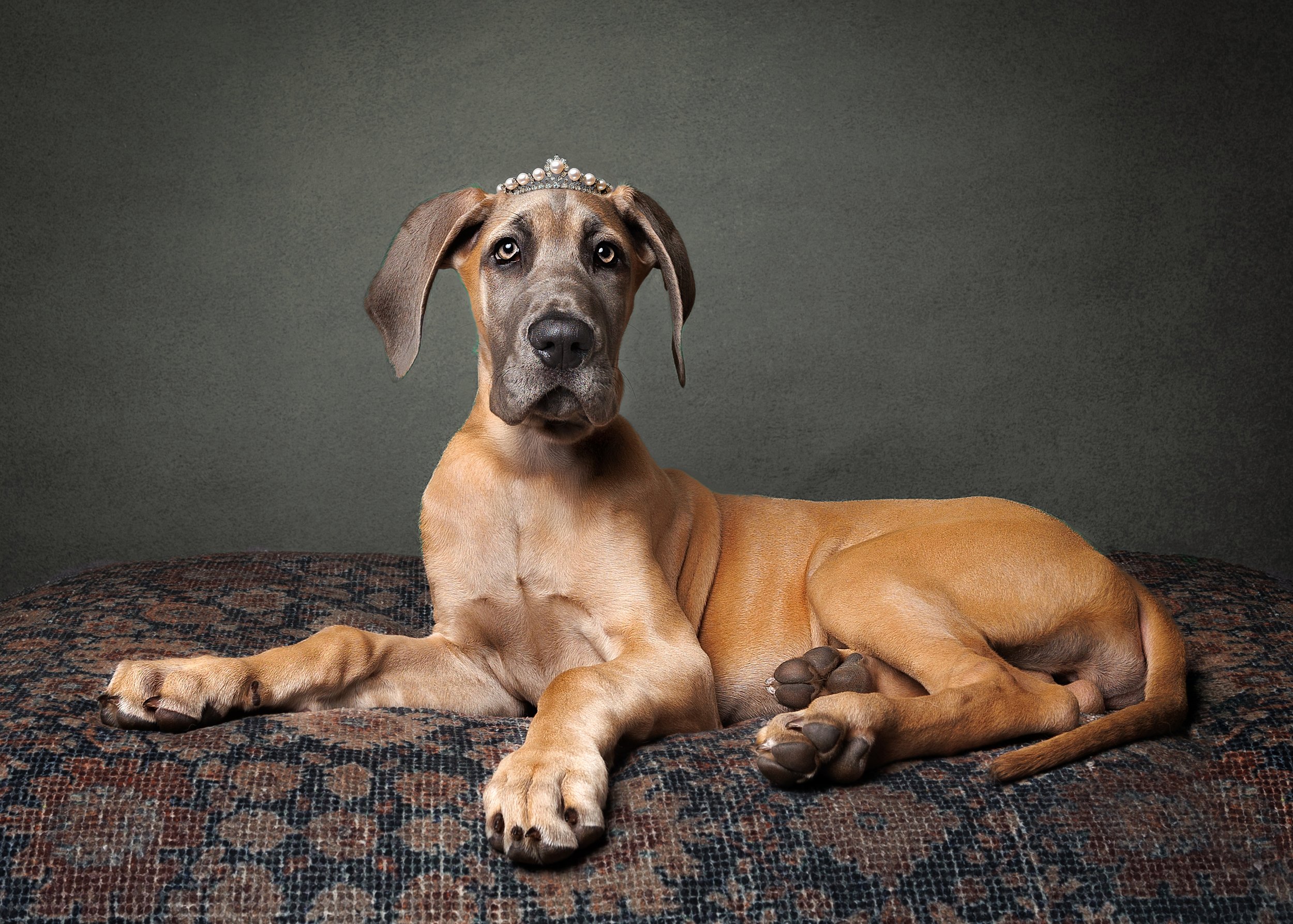 A dog wearing a pearl and rhinestone tiara, lying on a patterned rug against a plain grey background.