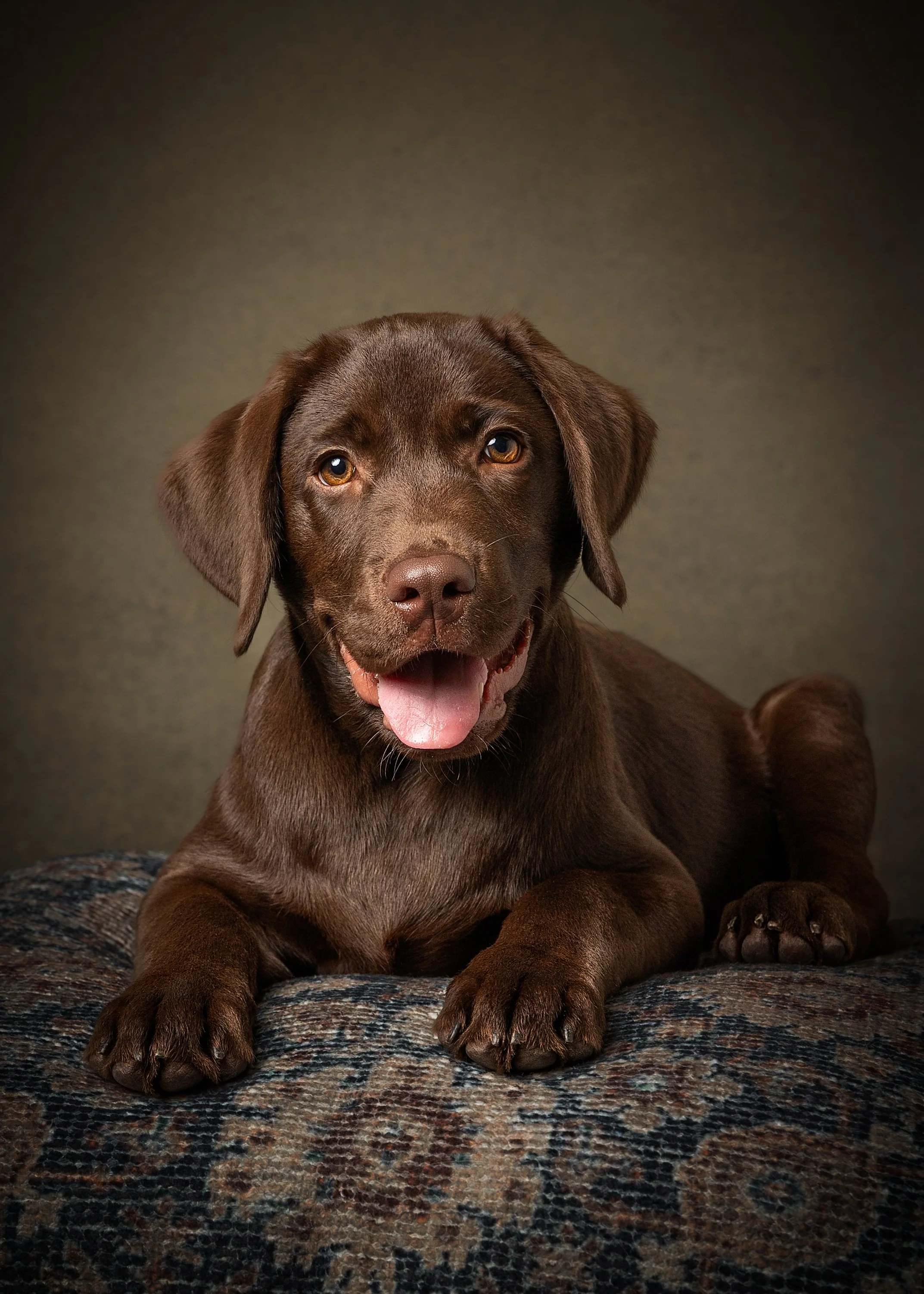 A brown Labrador Retriever puppy lying on a textured multicolored rug against a neutral background, looking at the camera with its tongue out.