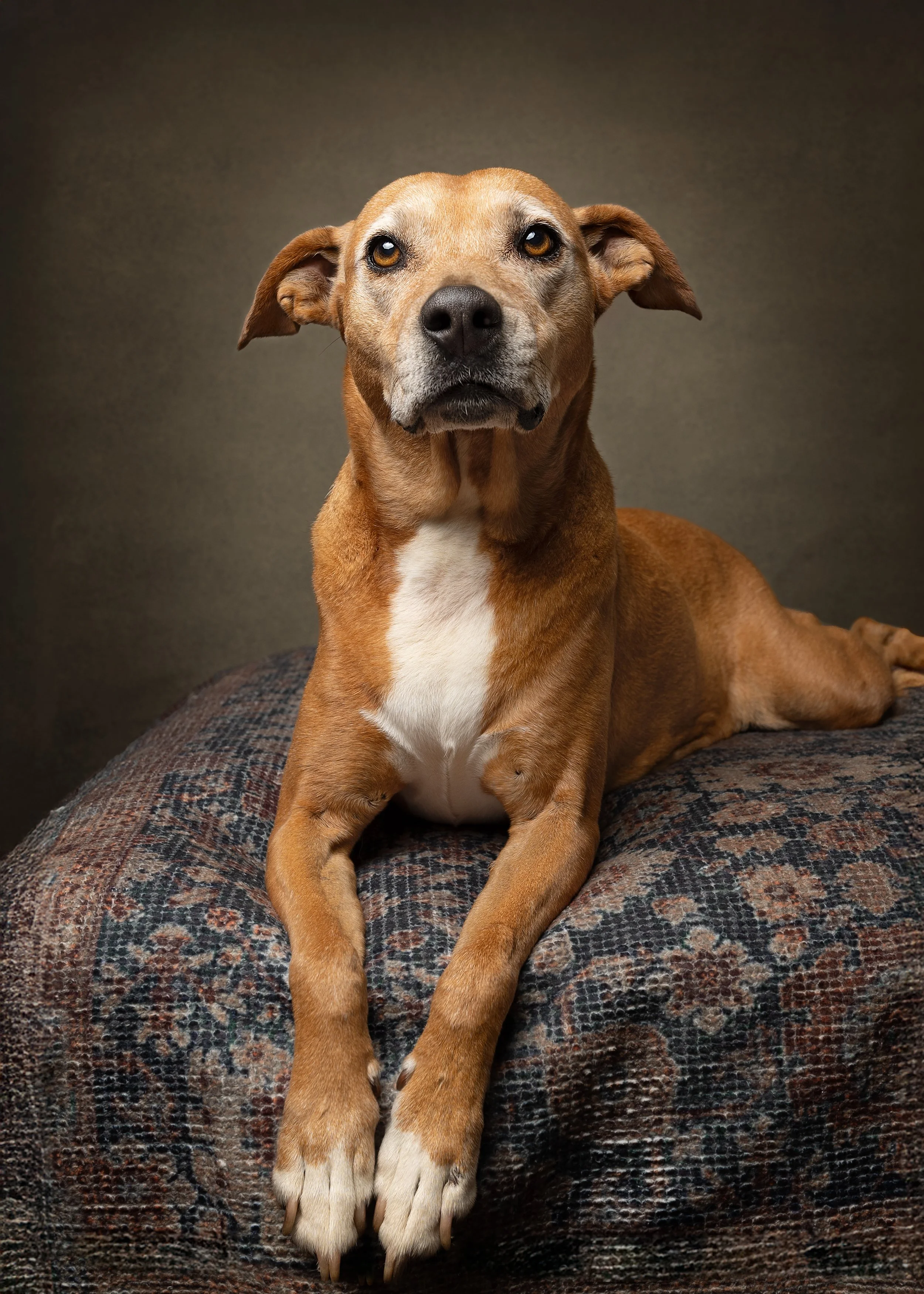 A brown dog with a white chest and paws lying on a patterned fabric surface against a plain gray background, looking directly at the camera.