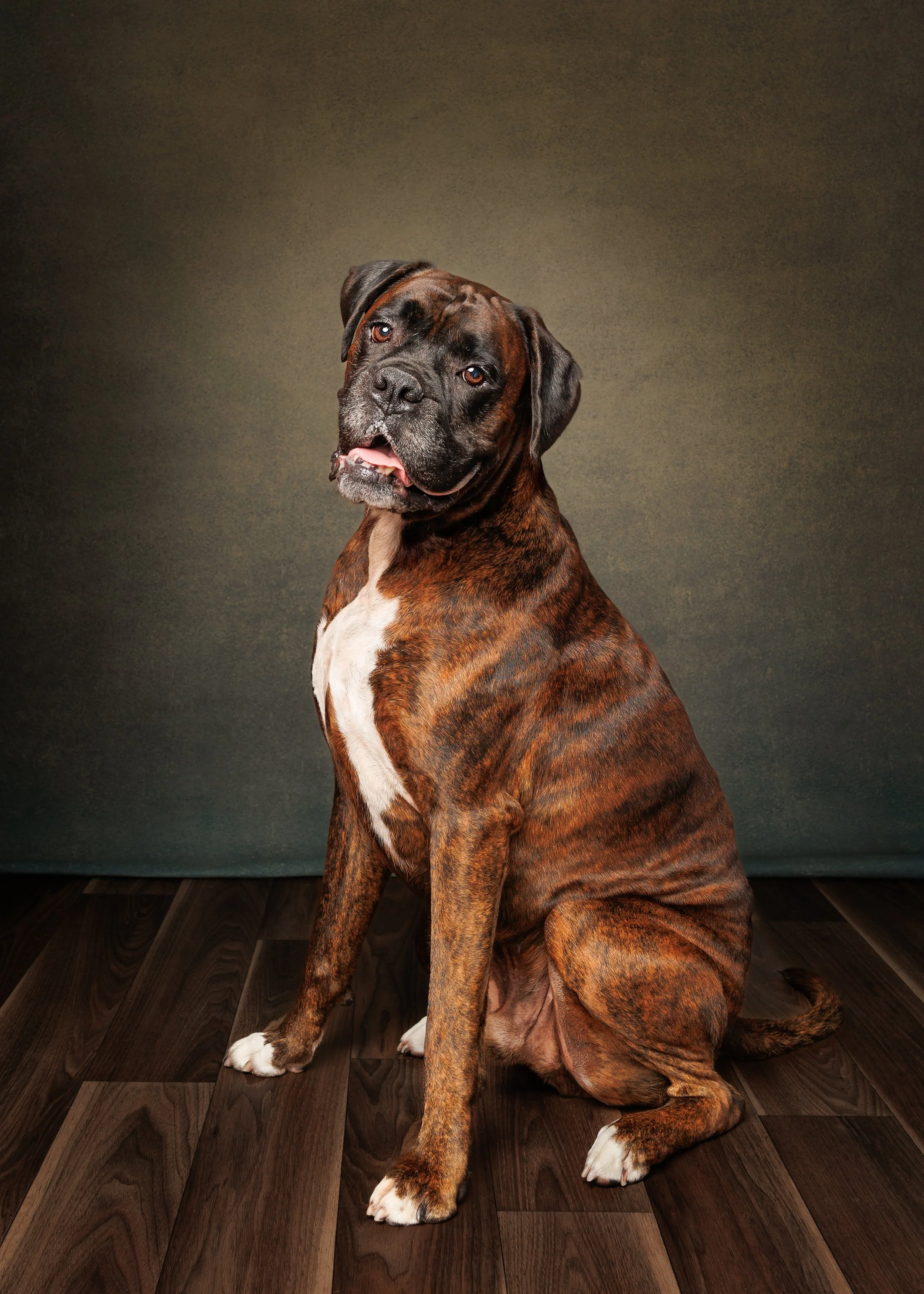 A brindle-coated Boxer dog with a white chest and paws, sitting on a wooden floor with a plain greenish background, looking at the camera with its tongue slightly out photographed by Margaret River and Perth dog photographer Fur & Fable Studio