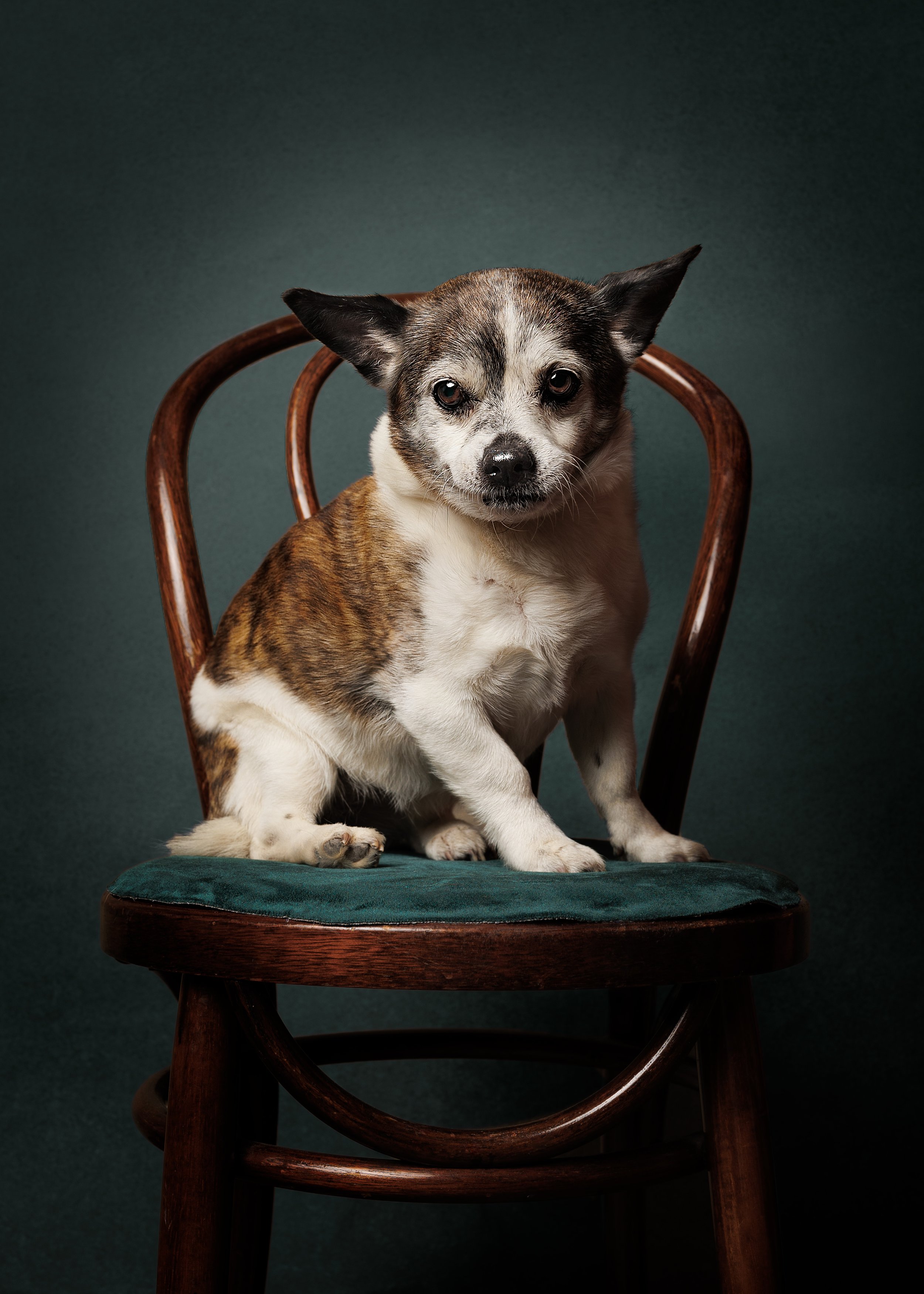 A small dog with a brindle and white coat sitting on a green cushioned wooden chair against a dark background photographed by Margaret River and Perth dog photographer Fur & Fable Studio