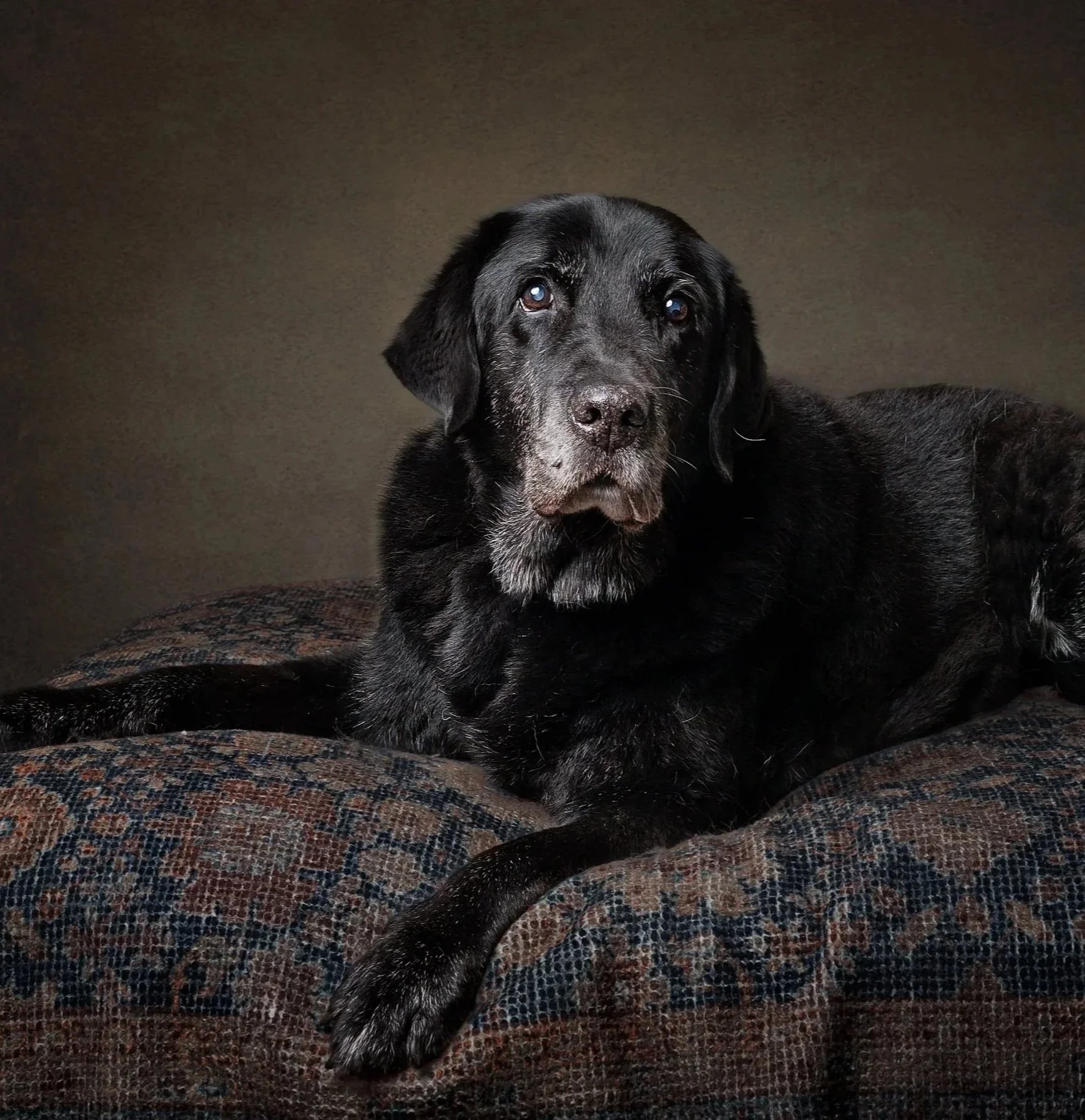 A black and gray elderly dog lying on a patterned brown and black carpet, facing the camera with a neutral expression.