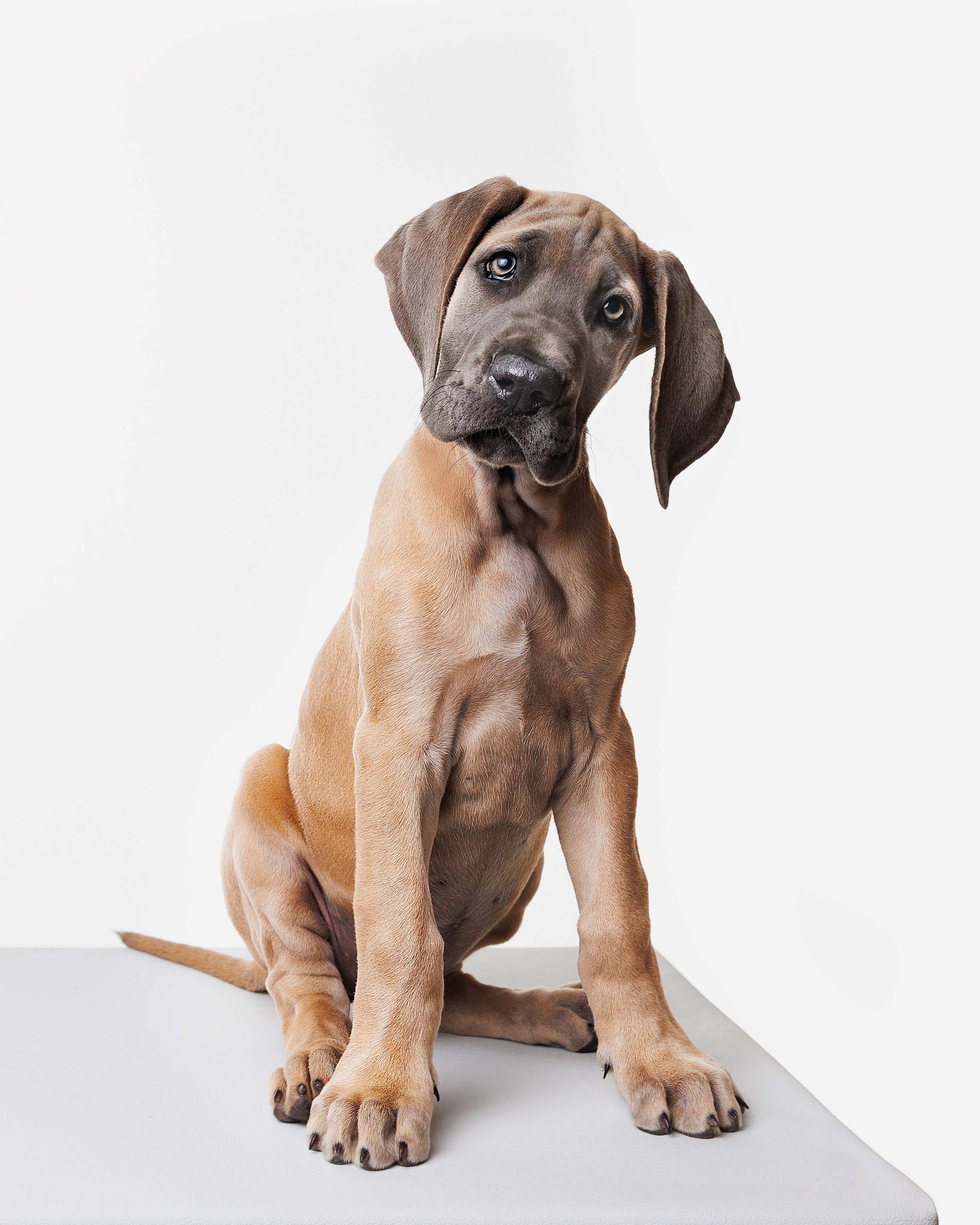 A young brown puppy with a black snout and one ear slightly folded, sitting on a white surface against a white background, looking directly at the camera with a curious expression.