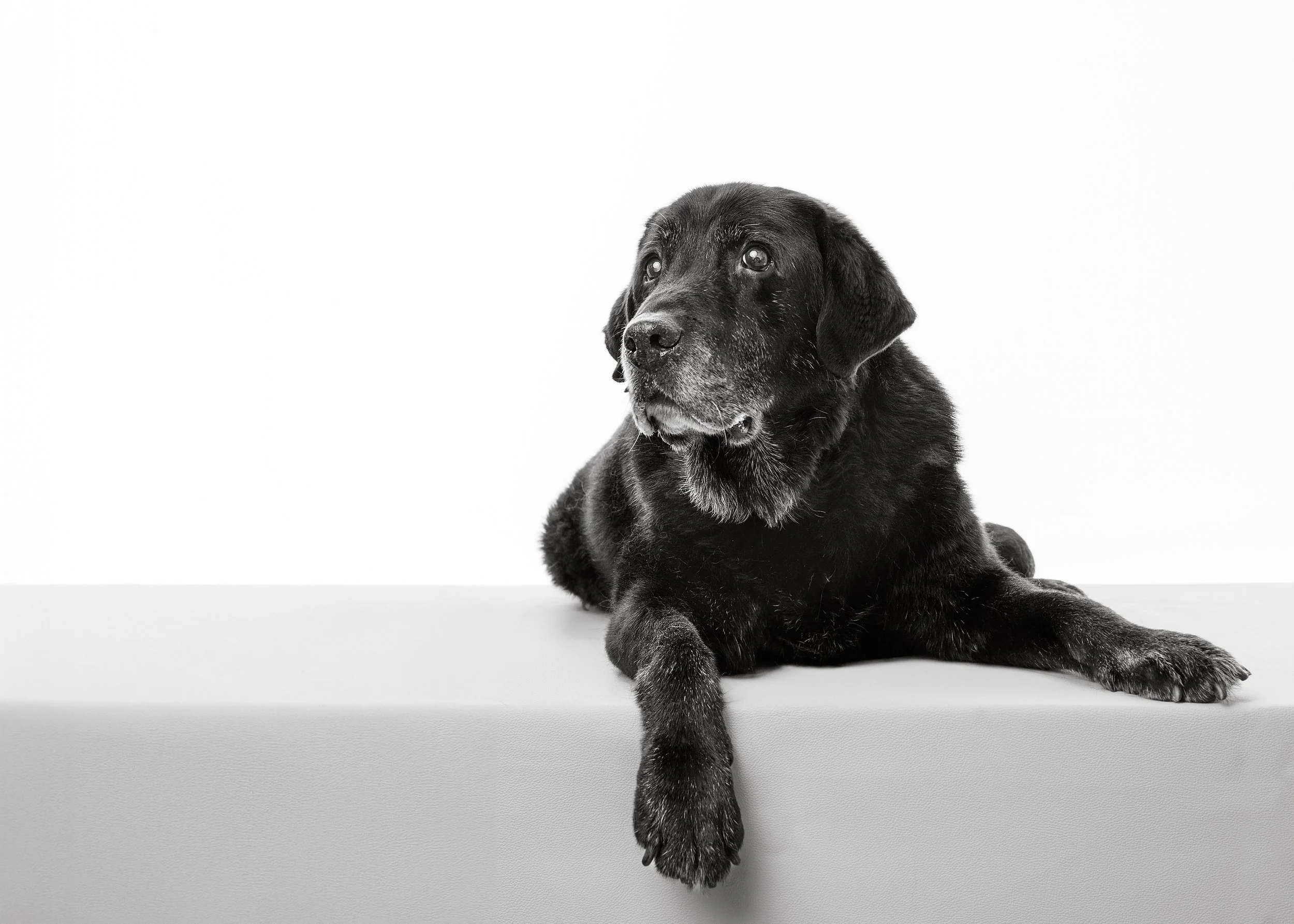 Black Labrador Retriever lying on a plain surface against a white background, looking to the left in Margaret River