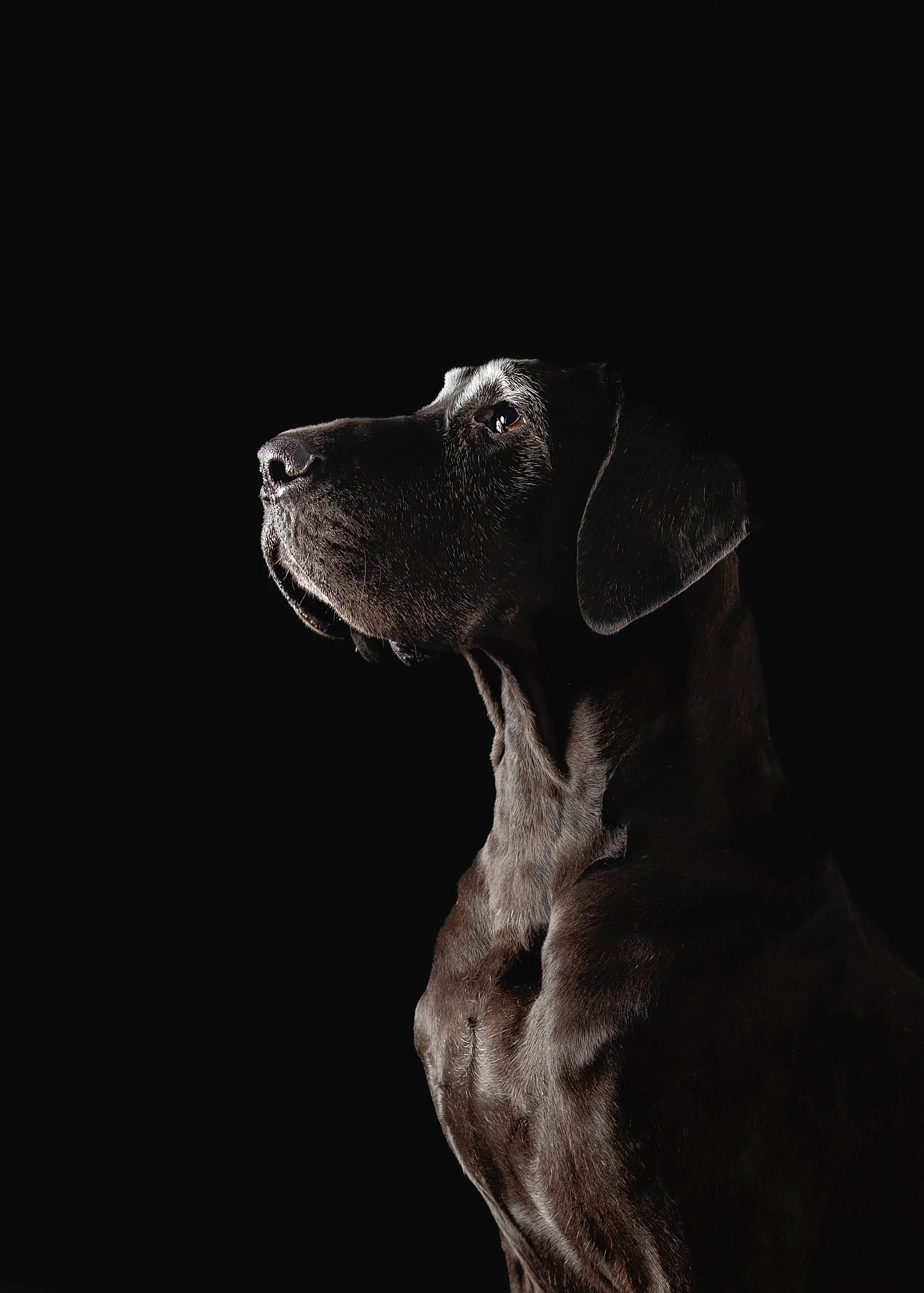 Profile of a black and tan dog, possibly a Labrador Retriever, against a black background.
