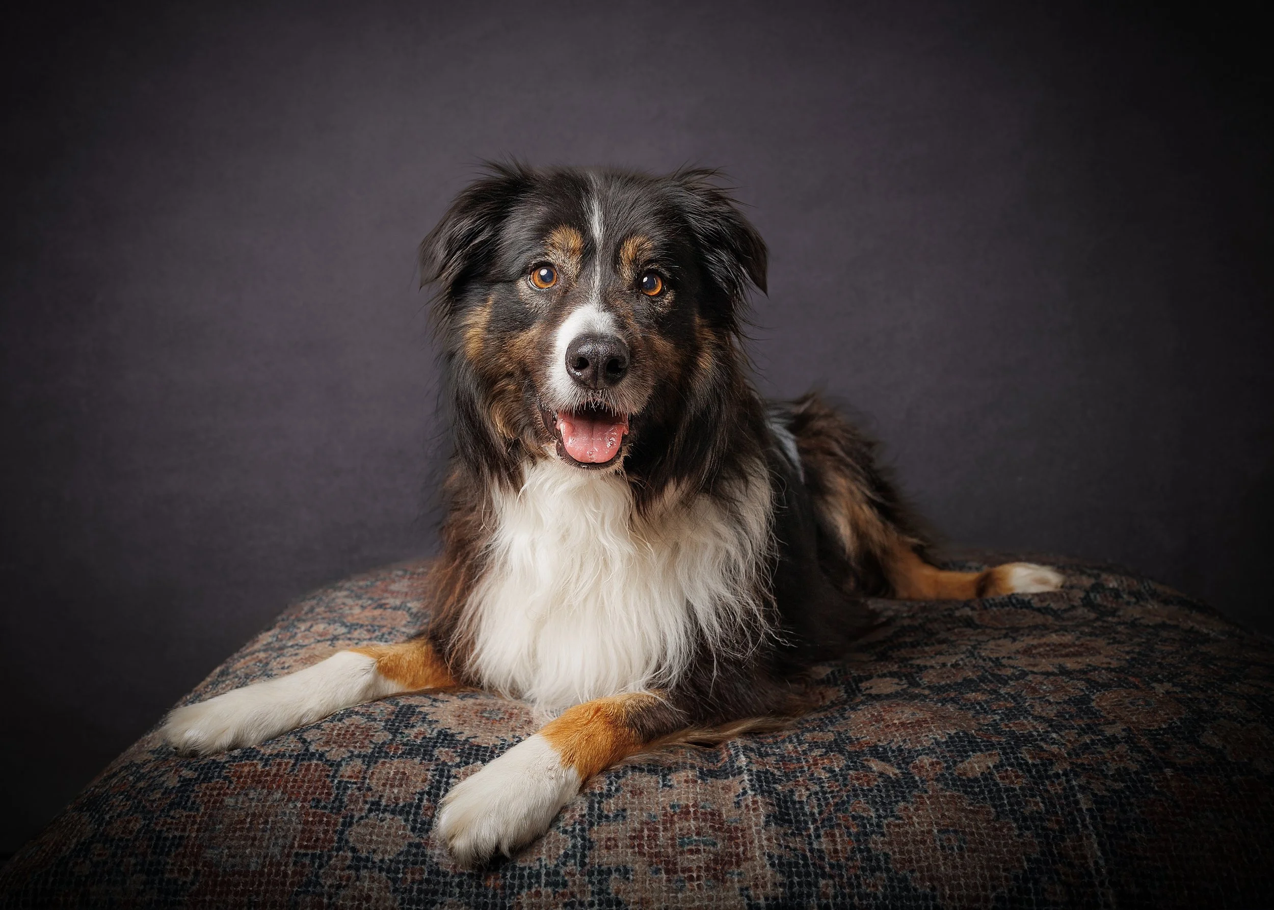 An Australian Shepherd dog lying on a patterned rug, looking at the camera with its mouth open and tongue out, with a plain dark background.