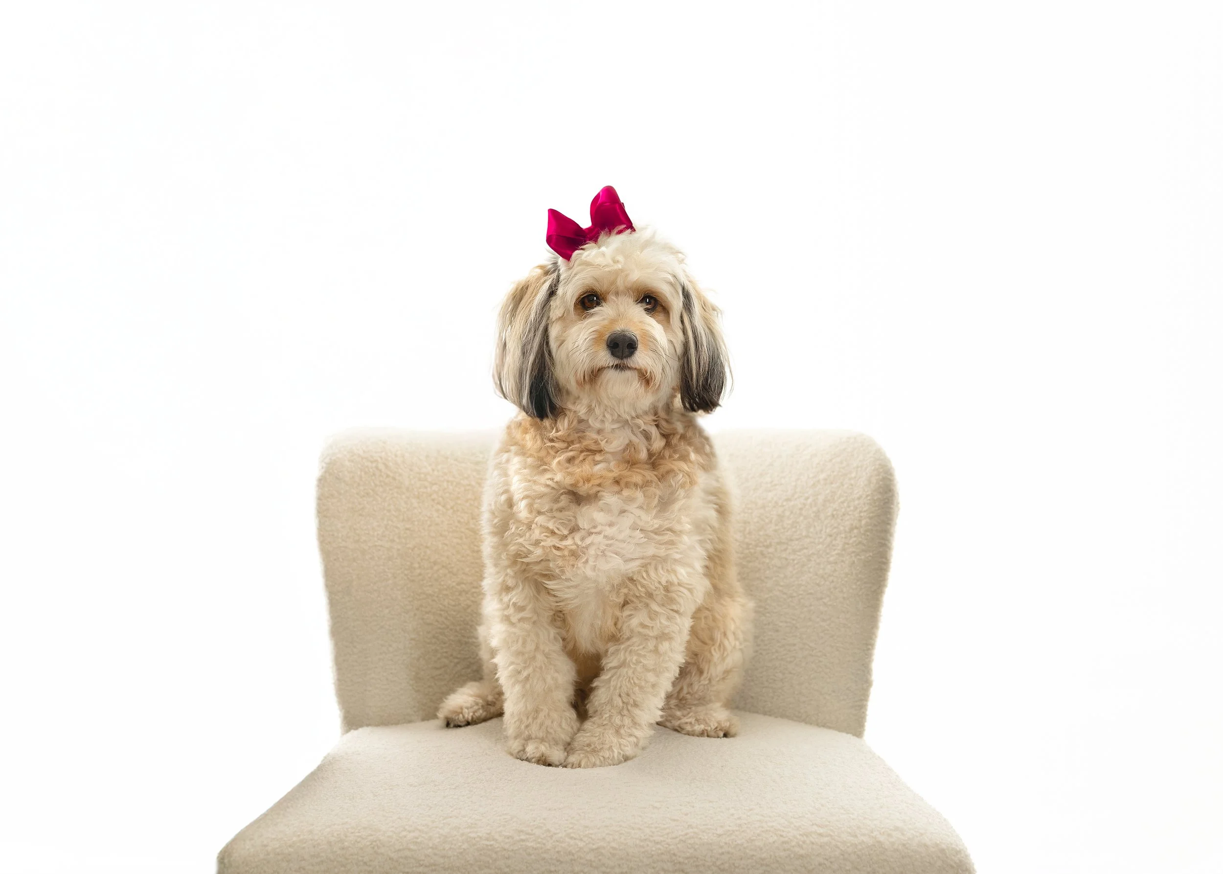 A cute, fluffy dog with a pink bow on its head sitting on a beige chair against a white background.