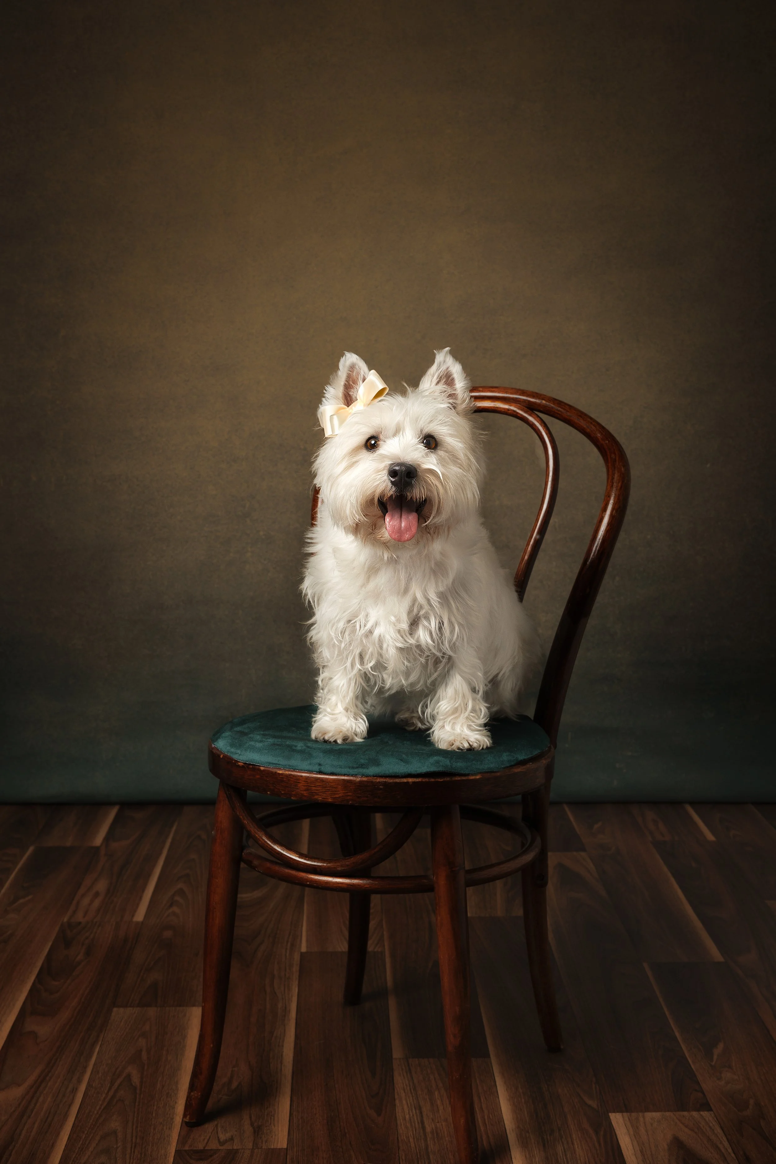 A small white dog with a beige bow on its ear sitting on a vintage wooden chair with a green cushion, in front of a dark backdrop.