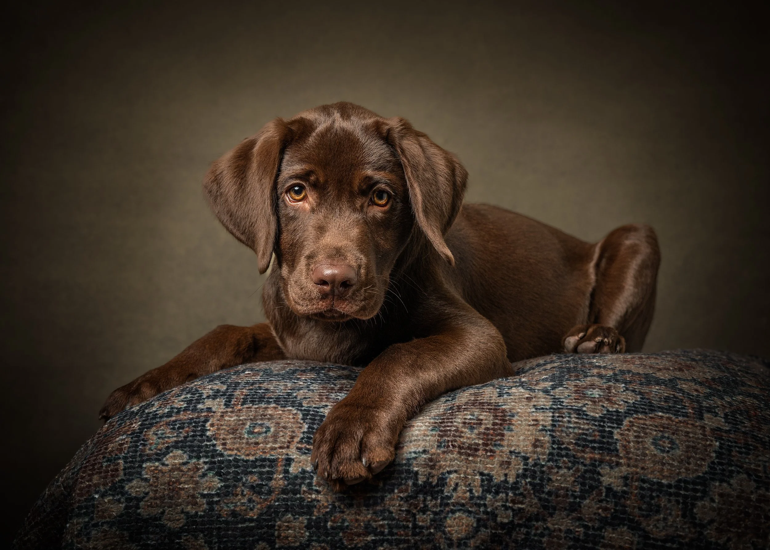 A brown Labrador puppy lying on a patterned cushion with its front paws crossed, looking directly at the camera against a dark background.