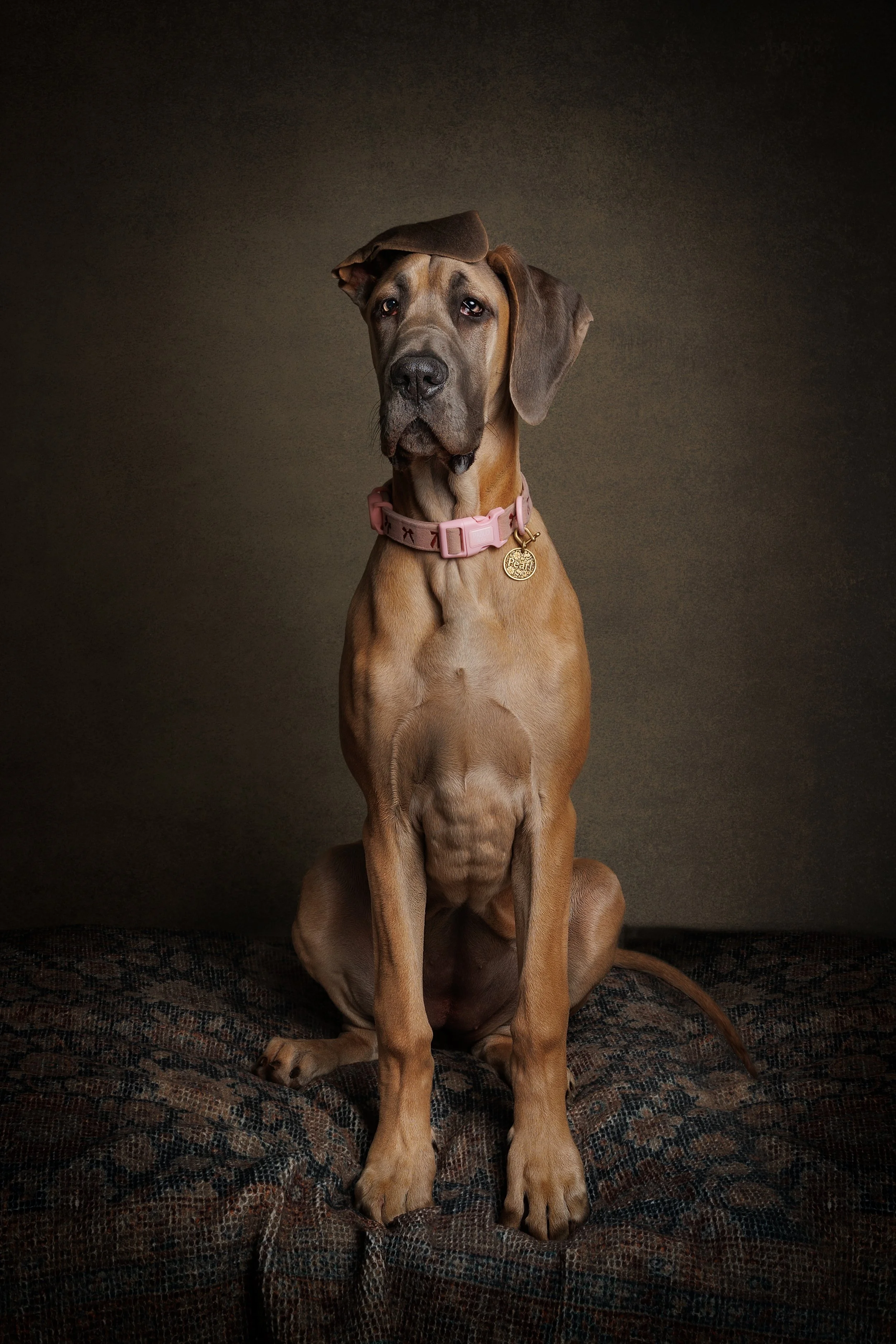 A large brown dog with a pink collar and gold tag sitting on a dark patterned fabric with a dark gradient background. The dog is wearing a small brown hat tilted to one side.