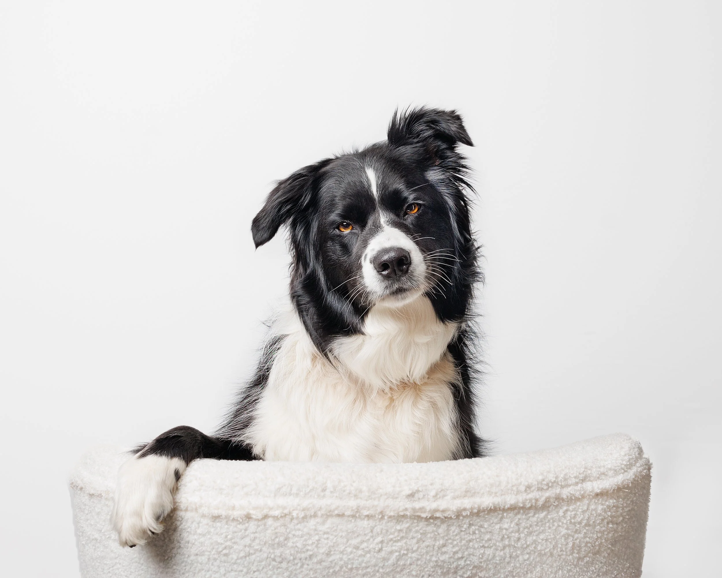 A black and white Border Collie dog sitting inside a white, textured bed, with its front paw hanging over the edge, against a plain white background. he is at dog photography studio in Margaret River