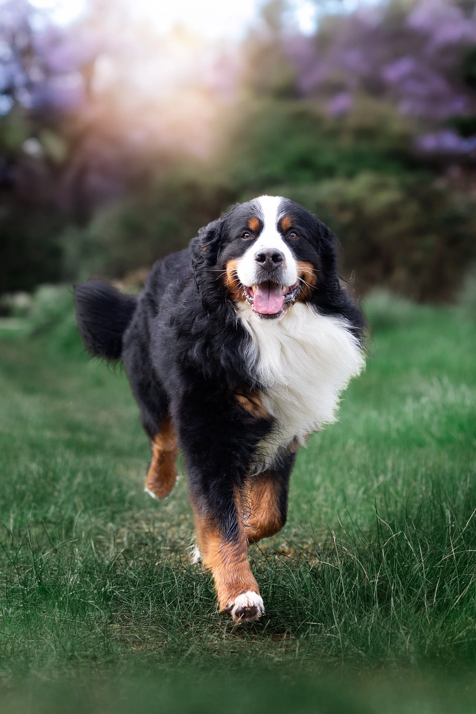 A happy Bernese Mountain Dog running on a grassy field with a blurred background of purple blossoms and trees in the distance.
