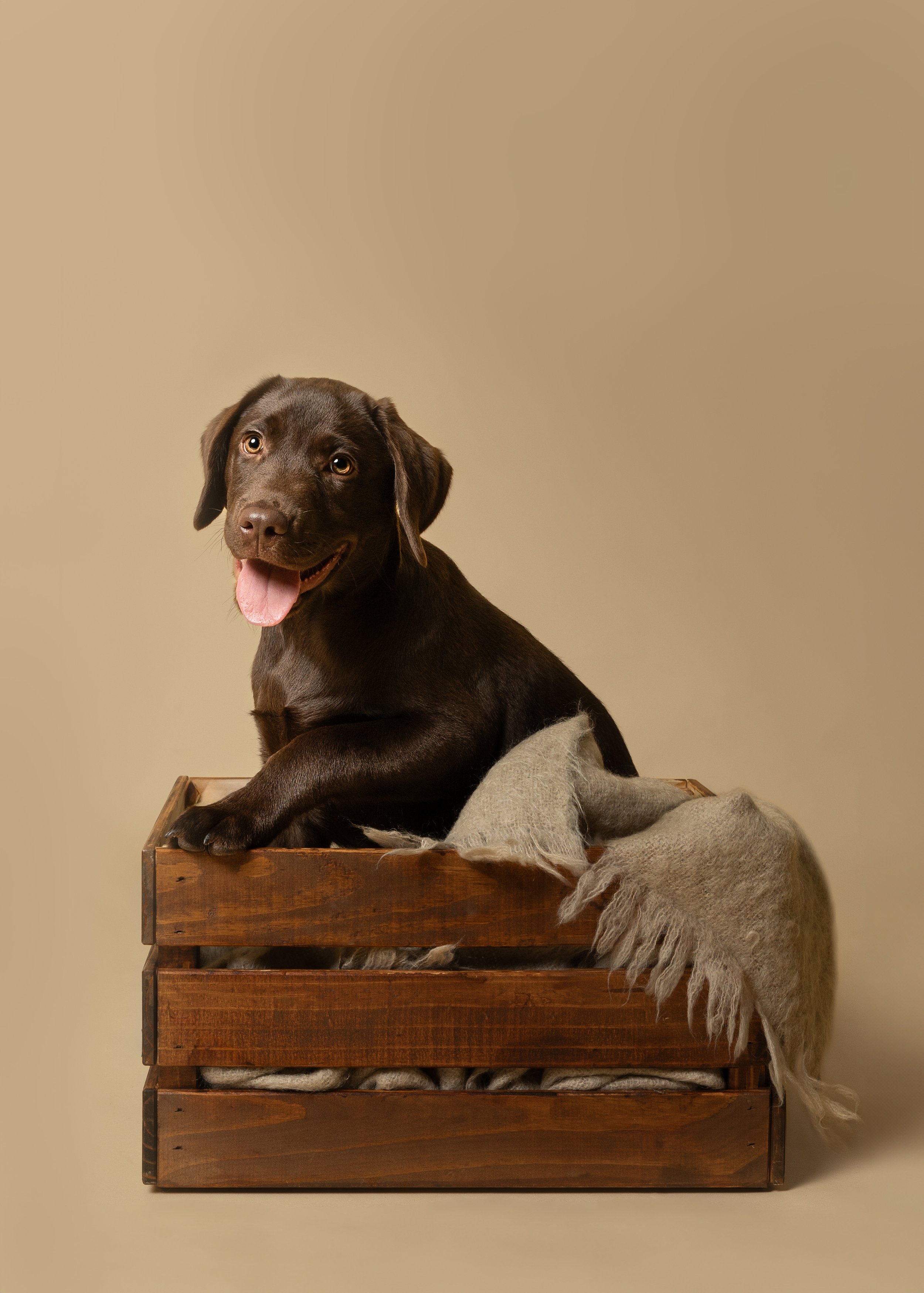 A brown Labrador puppy sitting in a wooden box, with a gray blanket and a beige background.