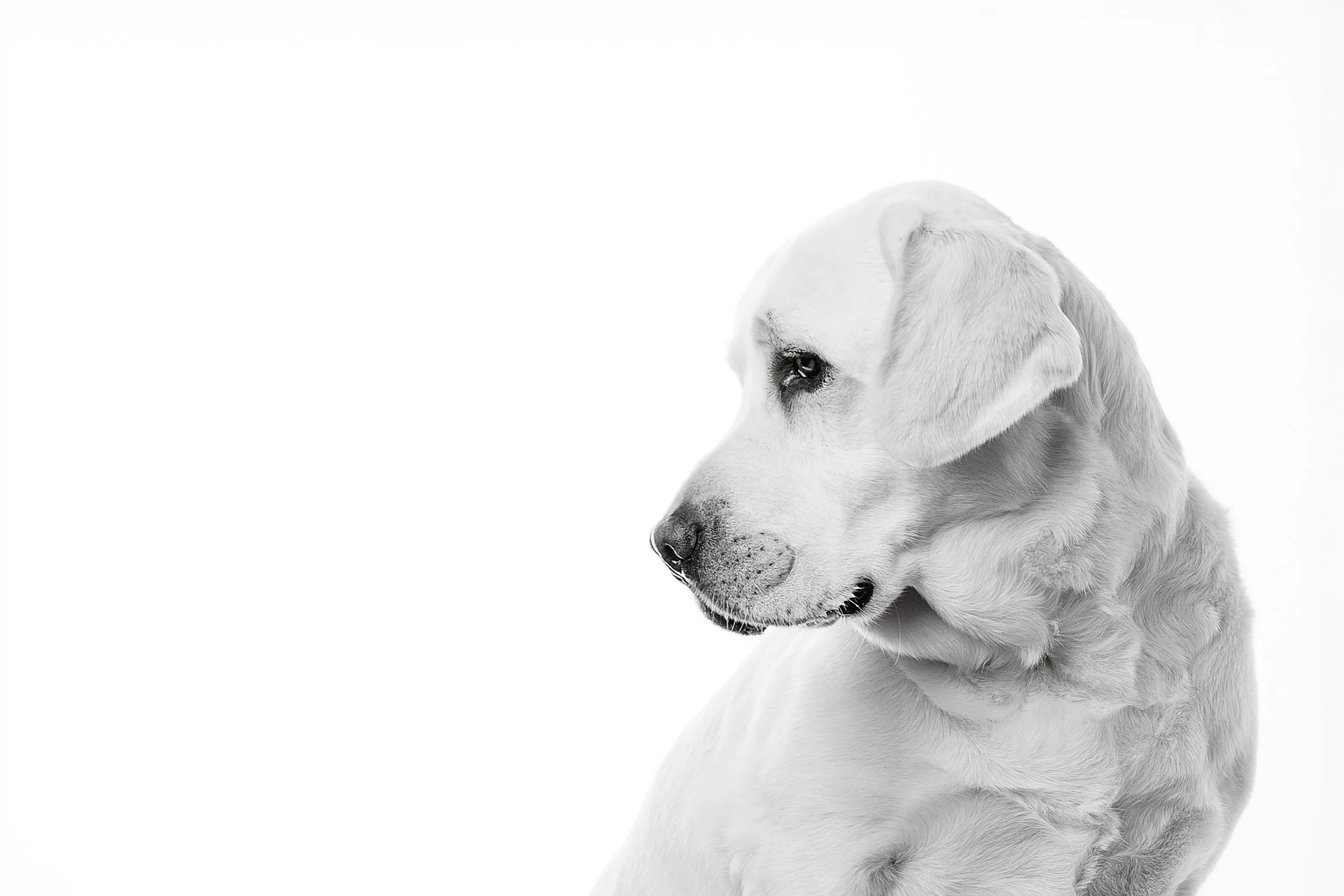 Black and white photo of a Labrador puppy looking to the right, with a soft-focus background photographed by Margaret River and dunsborough dog photographer Fur & Fable Studio