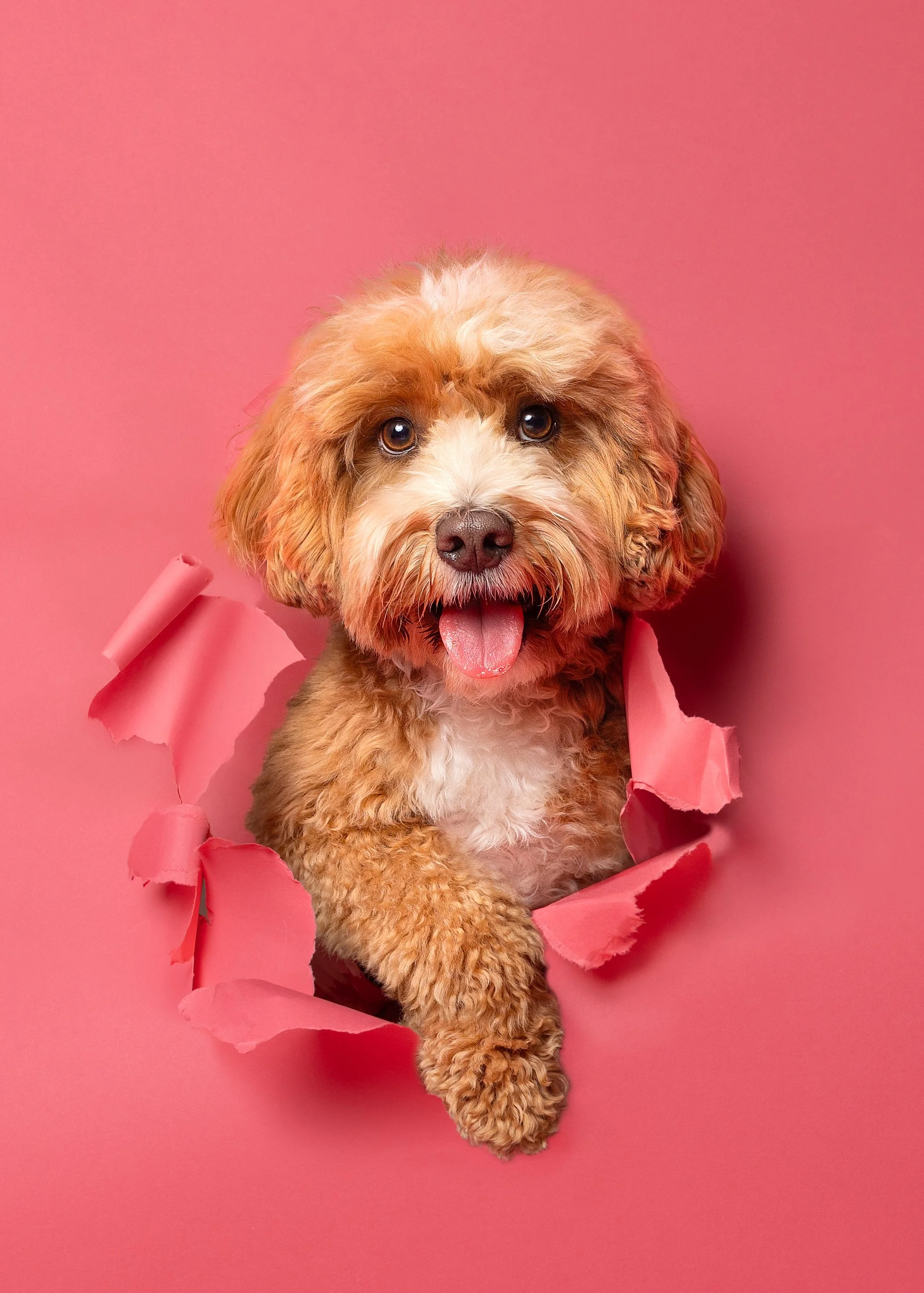 Cute brown curly-haired Labradoodle puppy breaking through pink paper backdrop, looking directly at camera with tongue out photographed by Perth dog photographer 