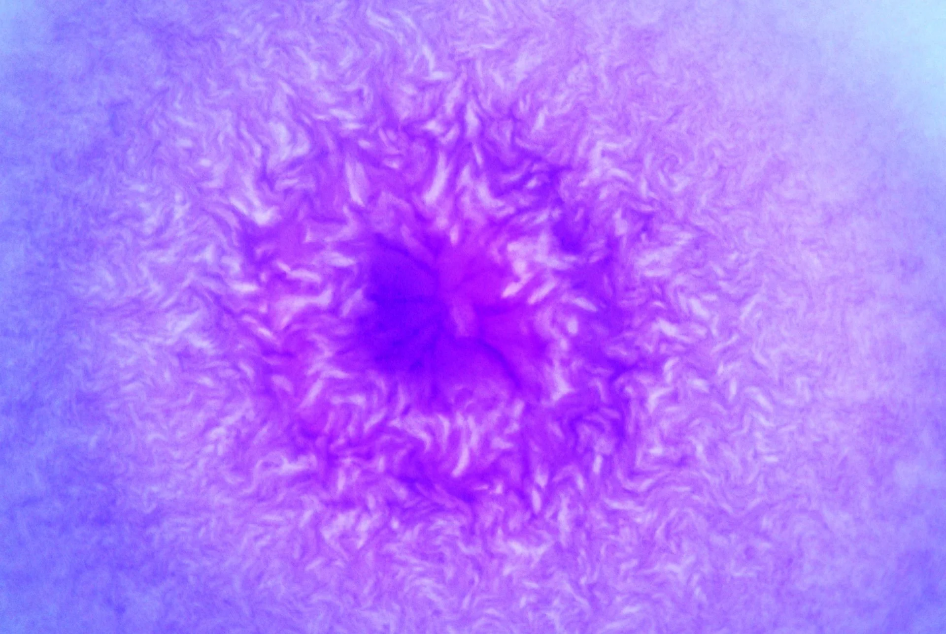 strep micro 11.jpg