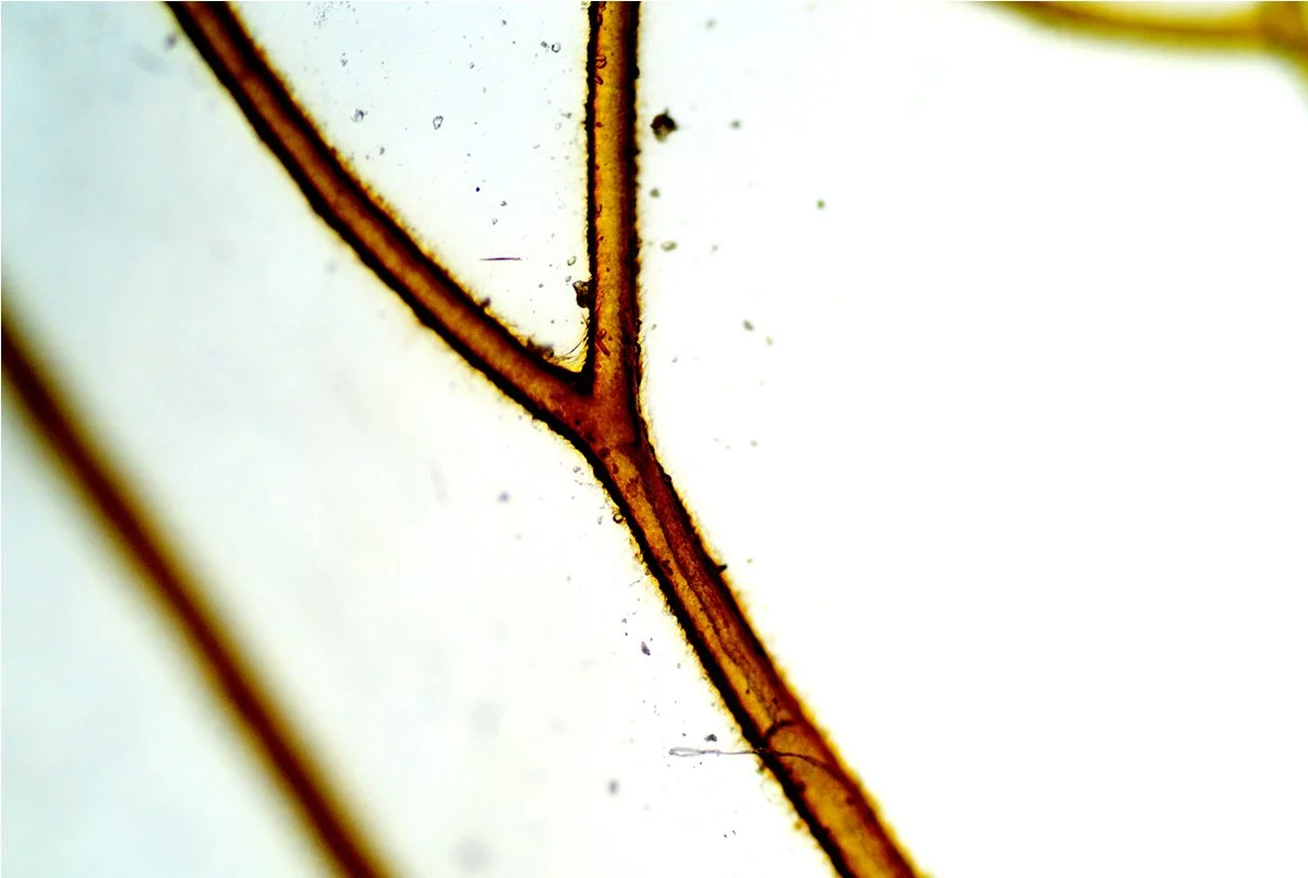Cicada Magnified 18.jpg