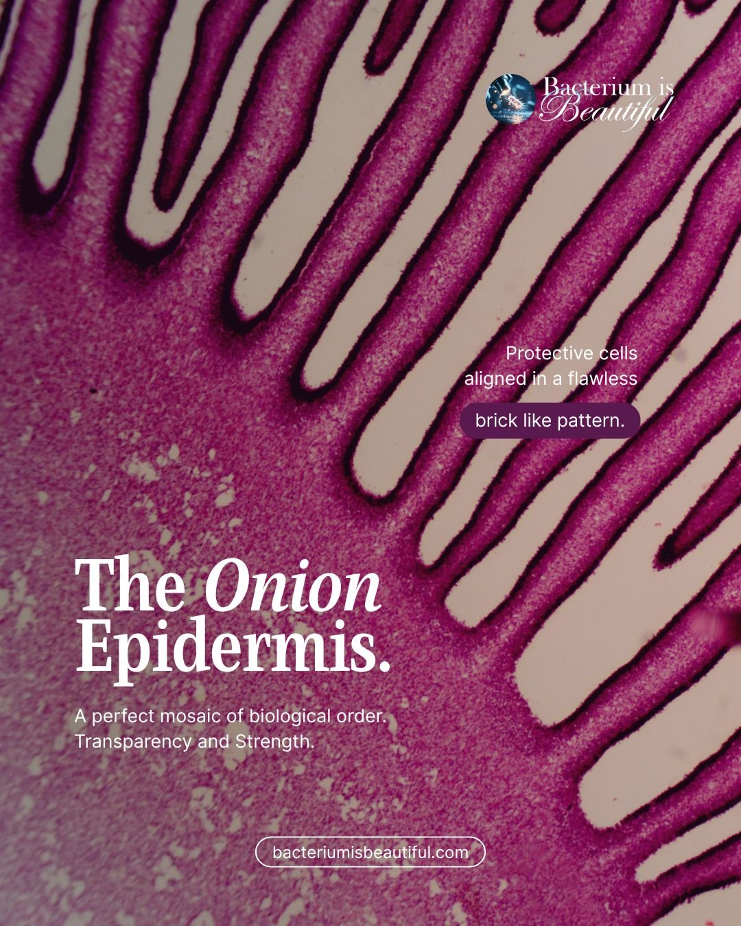 Beneath the layers of an ordinary onion lies a masterpiece of structural biology. The epidermis is a single layer of cells that acts as a protective skin, preventing moisture loss and fending off pathogens. 🛡️

Under the microscope, its rigid cell w