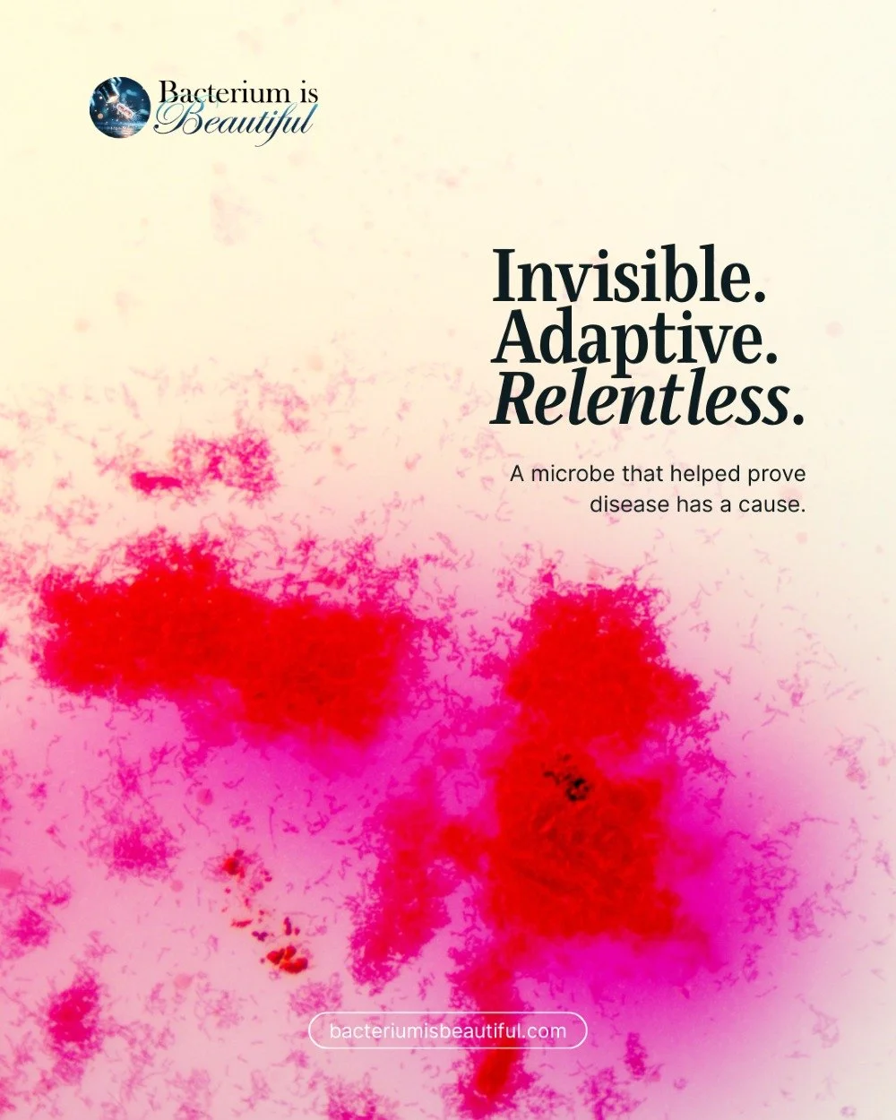 In the late 19th century, Bacillus anthracis helped prove a revolutionary idea: specific microbes cause specific diseases.

Research using this bacterium helped establish germ theory and shaped the foundations of modern microbiology. Soon after, earl