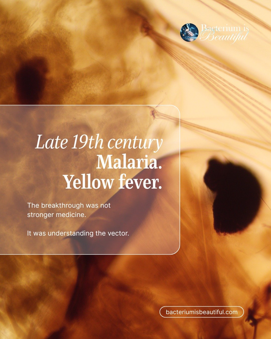 In the late 1800s, mosquito transmission of malaria and yellow fever was confirmed. That discovery transformed public health through vector control, environmental management, and prevention strategy.

The turning point was not treatment. It was under