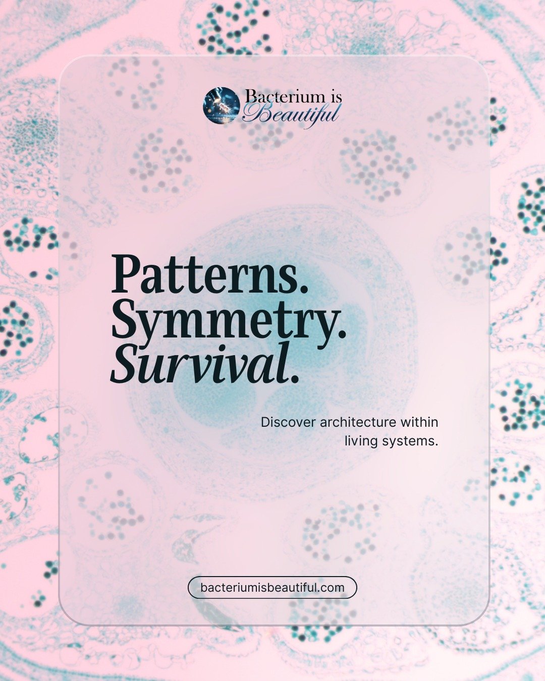 Rapeseed is more than a field of yellow flowers.

It is one of the most widely cultivated oilseed crops in the world, supporting food systems and global trade.

Under magnification, structure emerges.
Cells arrange with remarkable precision, forming 