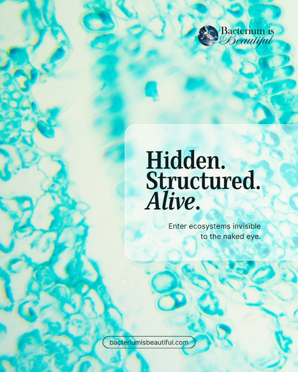 In spring, rapeseed fields glow gold. From a distance we see color and scale. Under magnification, structure emerges.

Cells form repeating chambers. Textures reveal precise biological architecture. What appears simple across a field becomes intricat
