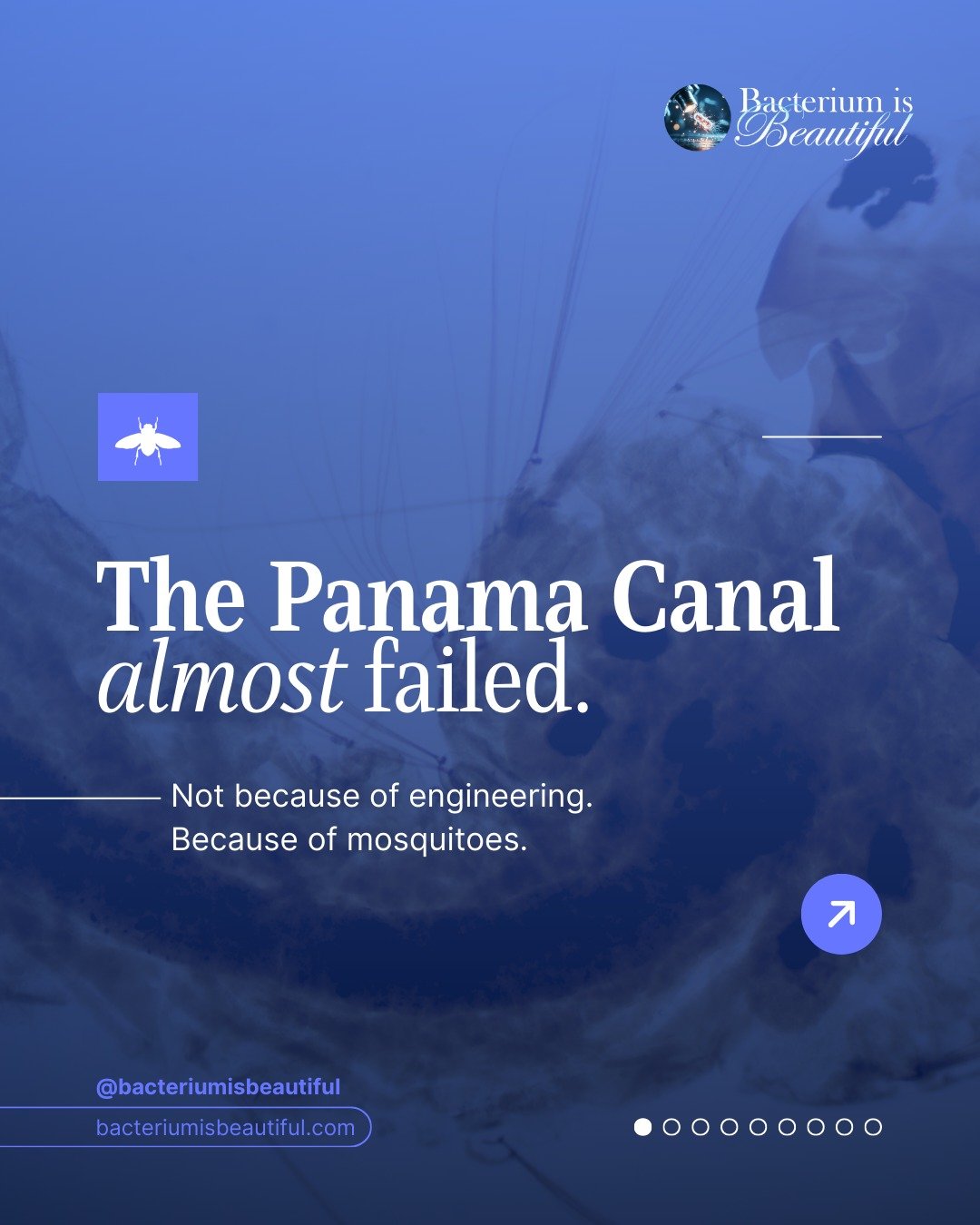 Sometimes the smallest organism decides the largest outcome.

Understanding mosquito anatomy changed global infrastructure. The success of the Panama Canal depended not only on engineering, but on recognizing mosquitoes as vectors of malaria and yell
