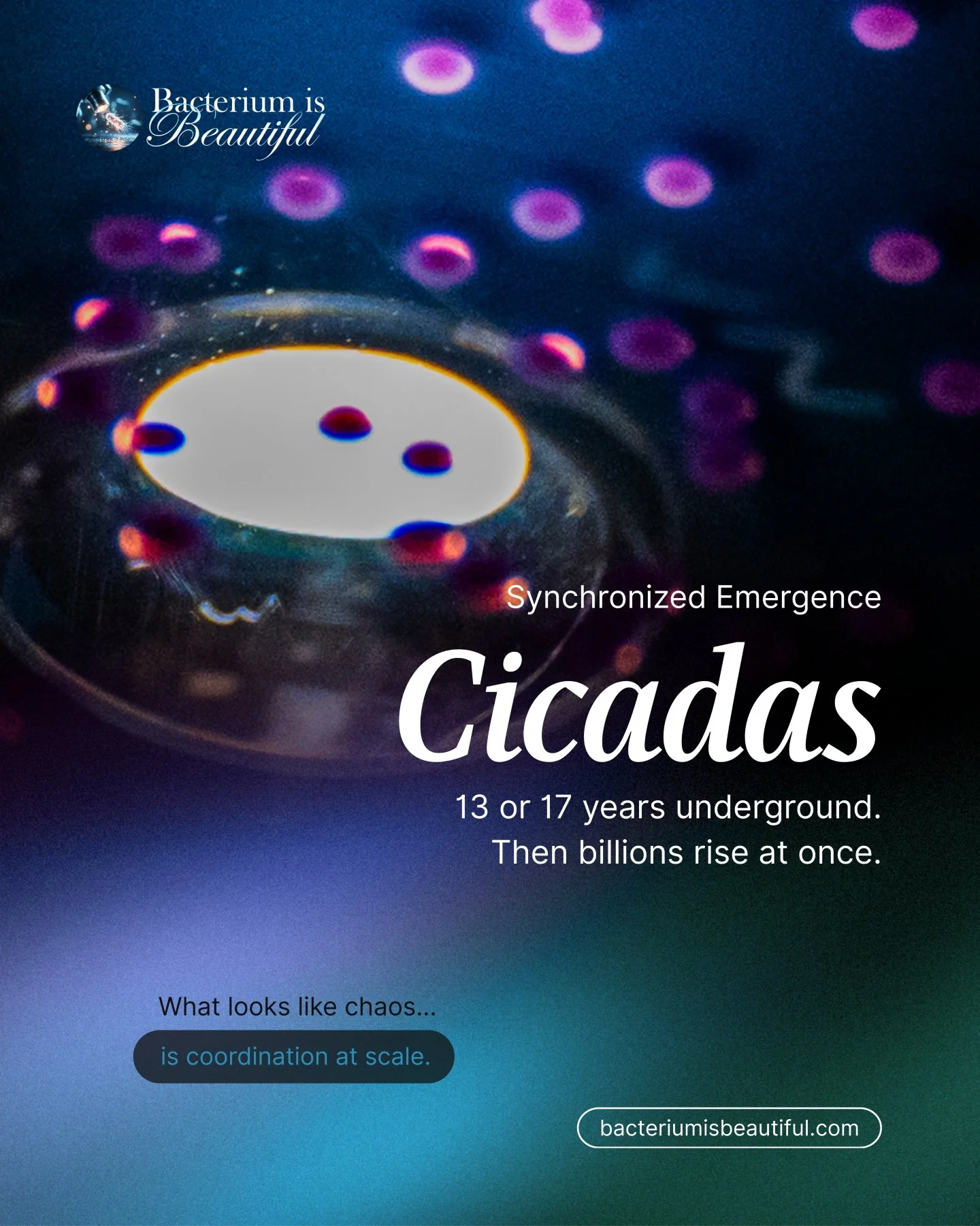 They spend 13 or 17 years underground.

In darkness.
In silence.

Then billions emerge at once.

Cicadas represent one of nature&rsquo;s most extraordinary synchronized biological events. Their mass emergence doesn&rsquo;t just fill the air with soun