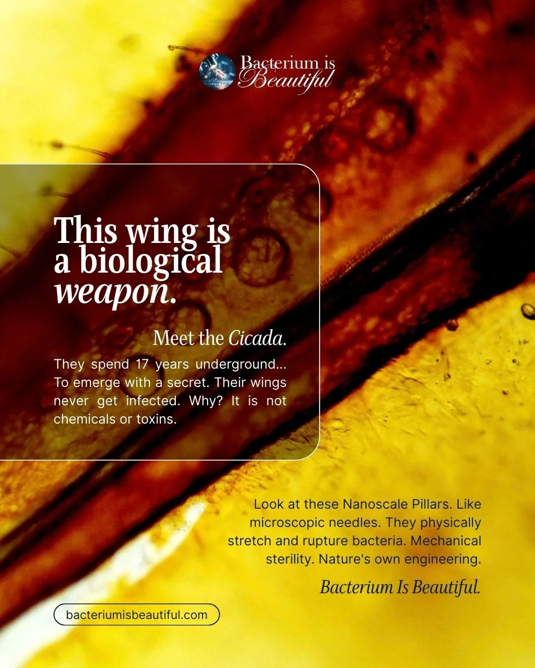 Most people know cicadas for their (very annoying and loud) song, but their real secret is in their wings. 🦟 They possess a passive antimicrobial surface made of millions of tiny nanoscale pillars. 📐

When bacteria land, these pillars physically st