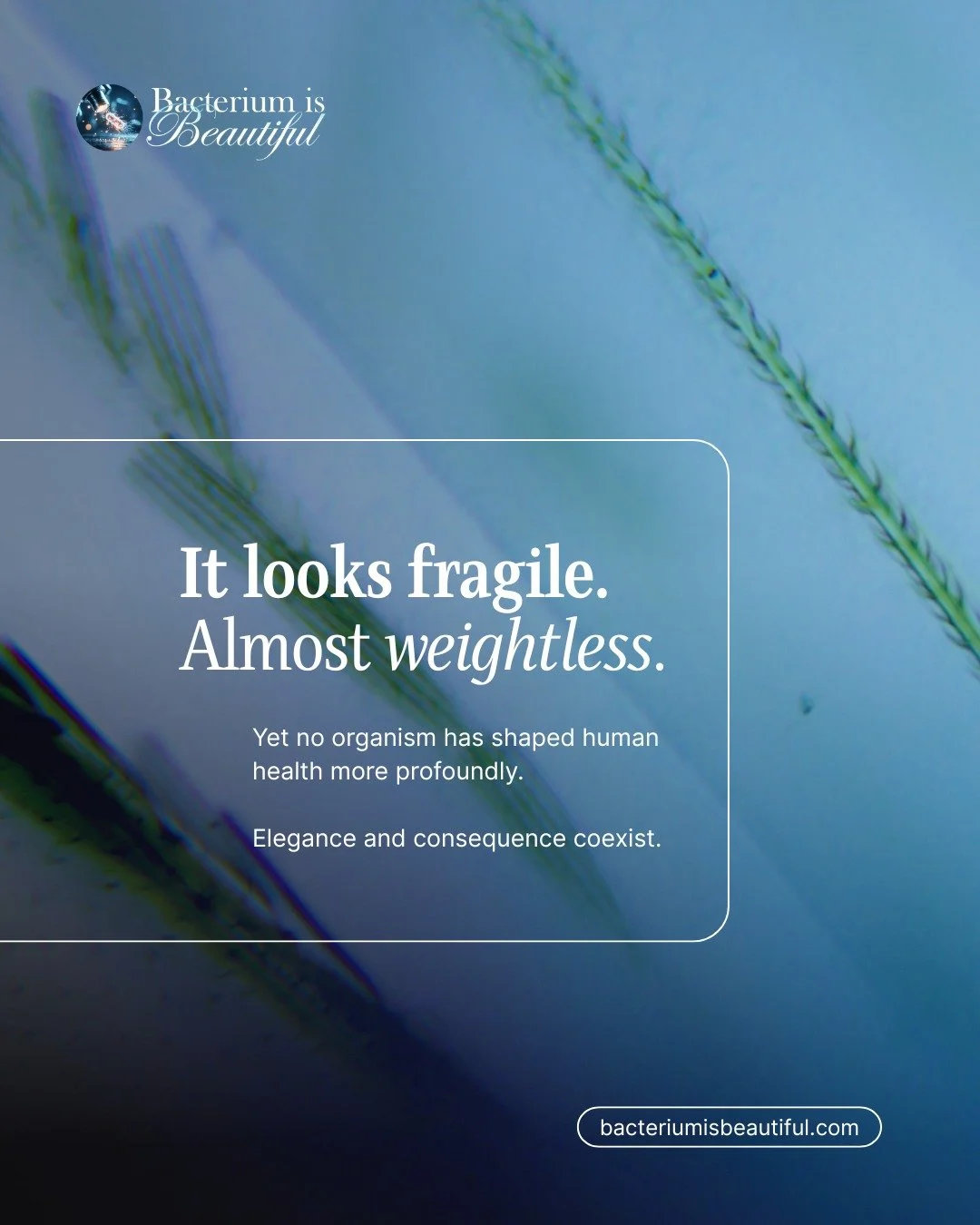 It appears delicate, almost architectural in its precision.

Yet mosquitoes are the primary vectors of malaria, dengue, Zika, chikungunya, and West Nile virus. Under magnification, wing scales form geometric patterns, larval tails reveal engineered s