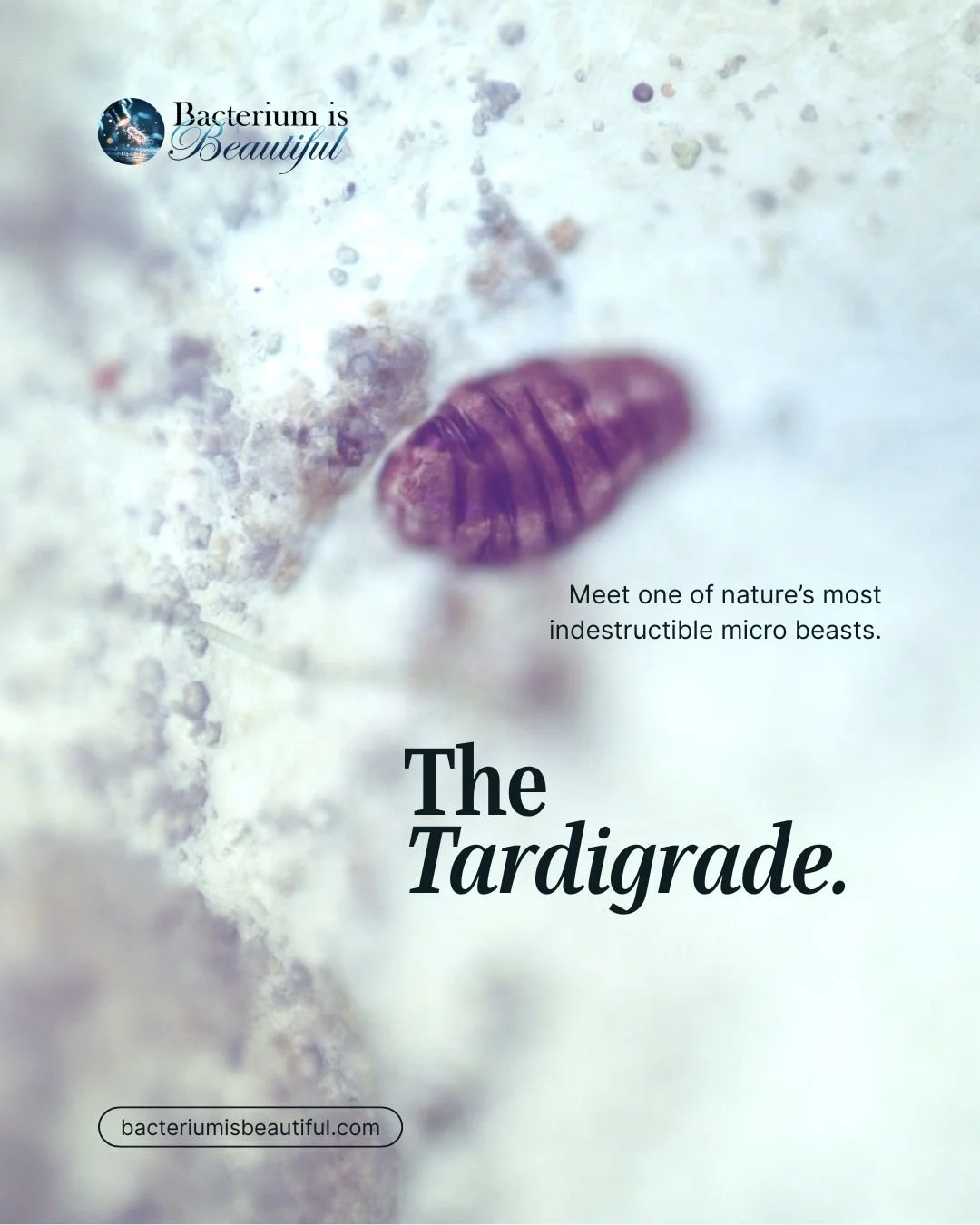 From early microscopic observations to modern research in astrobiology and biotechnology, the tardigrade continues to redefine what life can endure.

Extreme environments. Radiation. Dehydration. Conditions that challenge most forms of life.

At the 