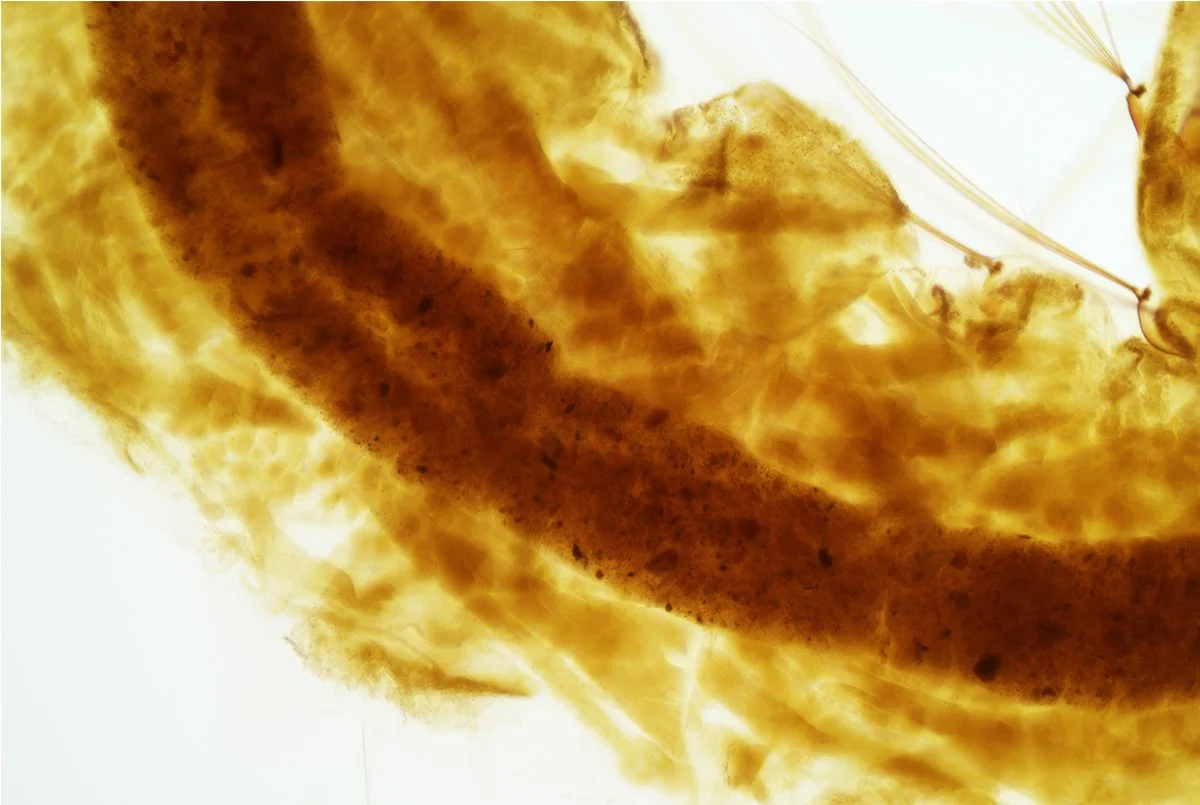 Mosquito Larva 4.jpg