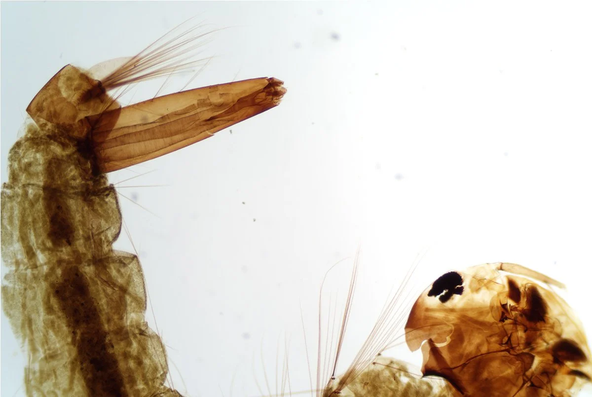 Mosquito Larva 2.jpg