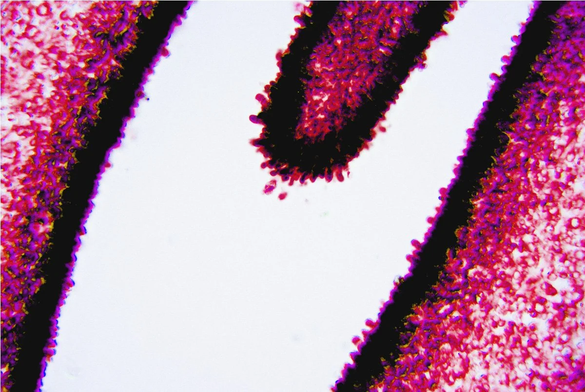 Onion Epidermis 1.jpg